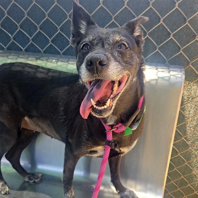 SKITTLES, Adoptable, Adult Female Australian Kelpie.
