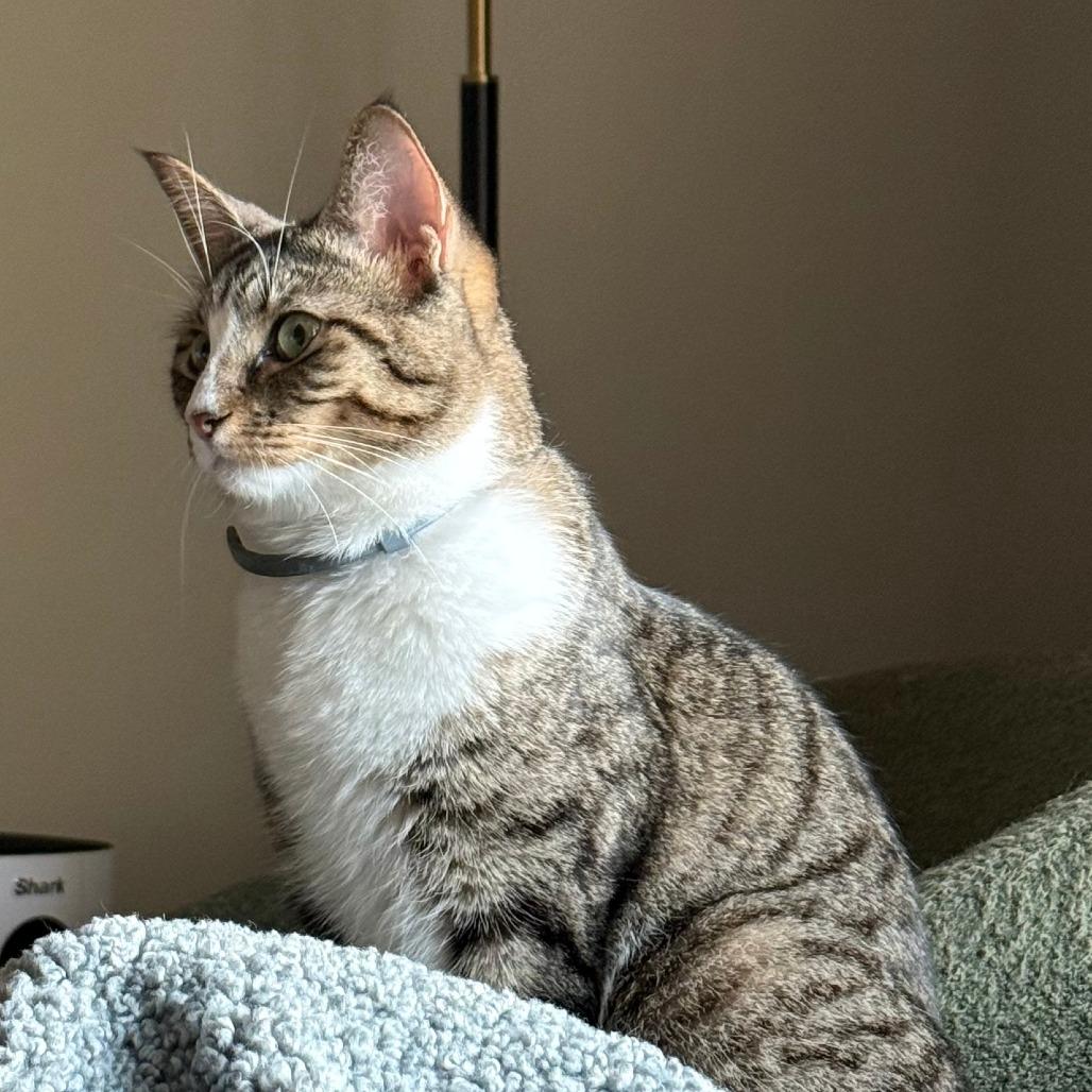 Enlarge Indie, a Adoptable Domestic Short Hair in Tulsa, OK image 2/2