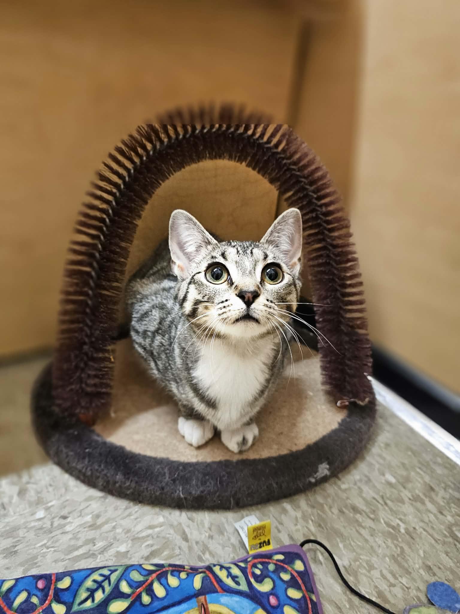 Sally, a Adoptable Domestic Short Hair in hinckley, IL image 1/3