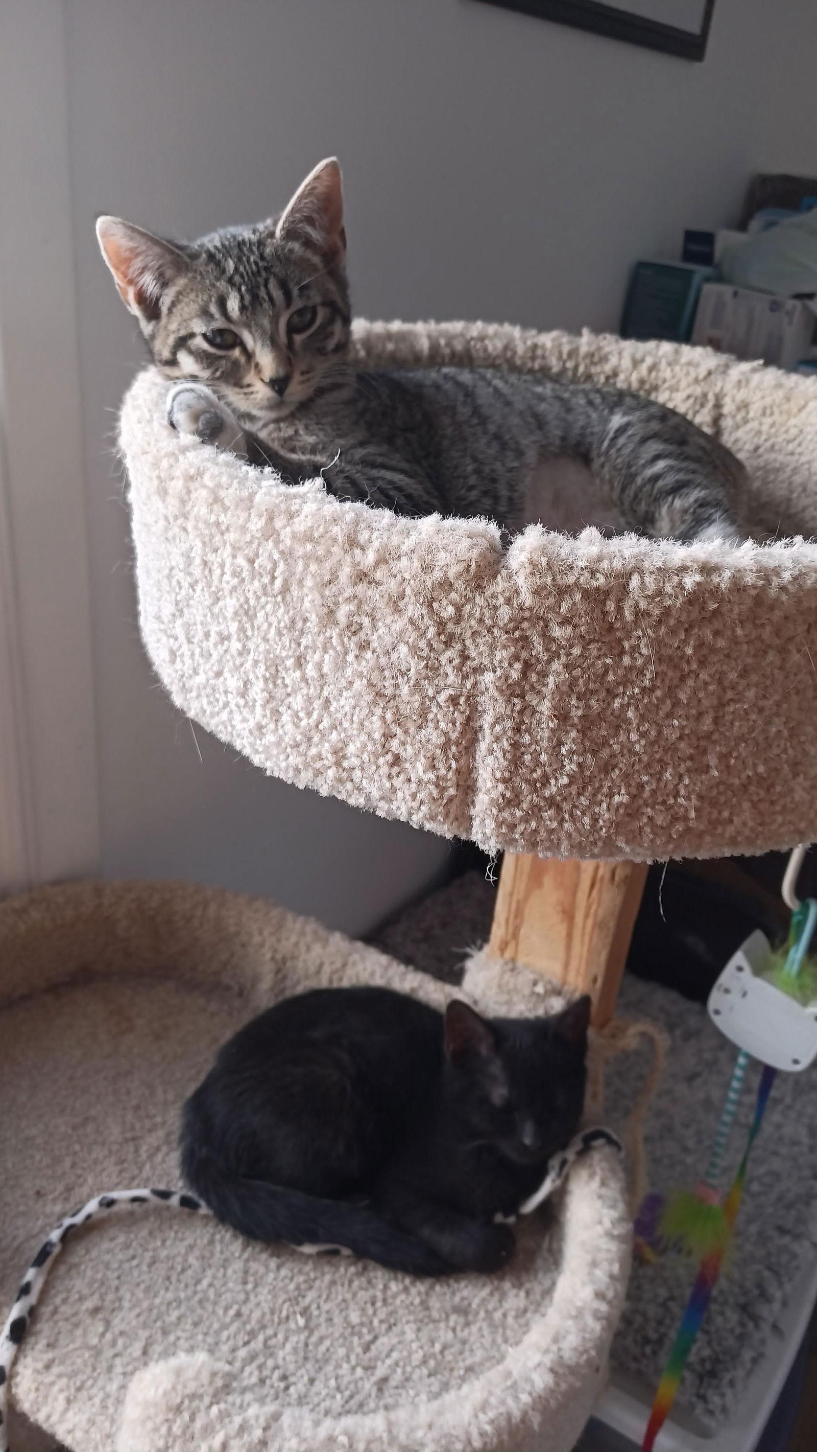 Enlarge Sally, a Adoptable Domestic Short Hair in hinckley, IL image 1/3