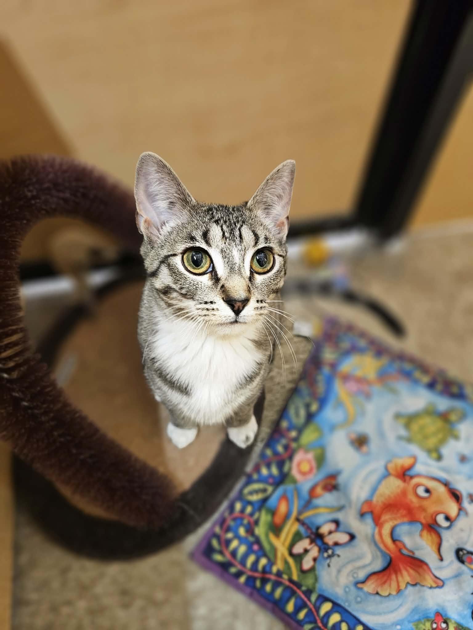 Sally, a Adoptable Domestic Short Hair in hinckley, IL image 2/3