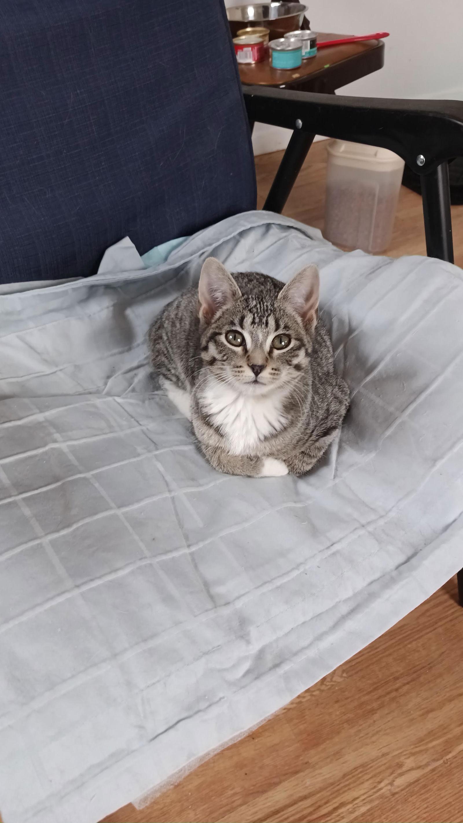 Enlarge Sally, a Adoptable Domestic Short Hair in hinckley, IL image 2/3