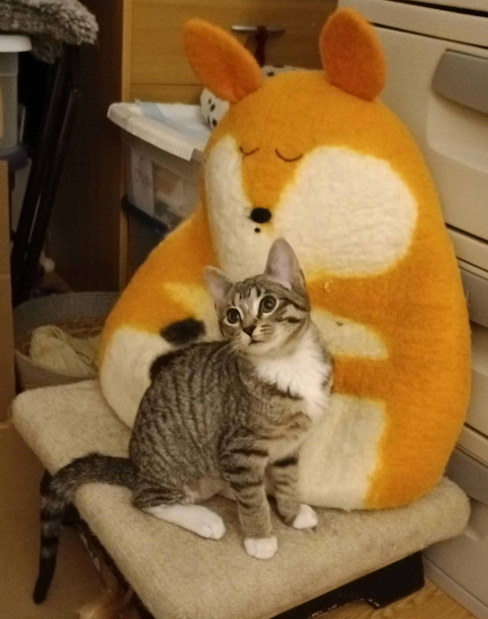 Enlarge Sally, a Adoptable Domestic Short Hair in hinckley, IL image 3/3