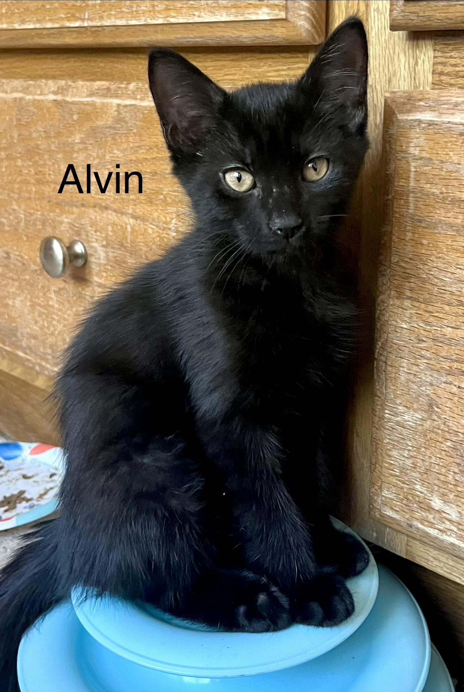Alvin, Adoptable, Kitten Male Domestic Short Hair.