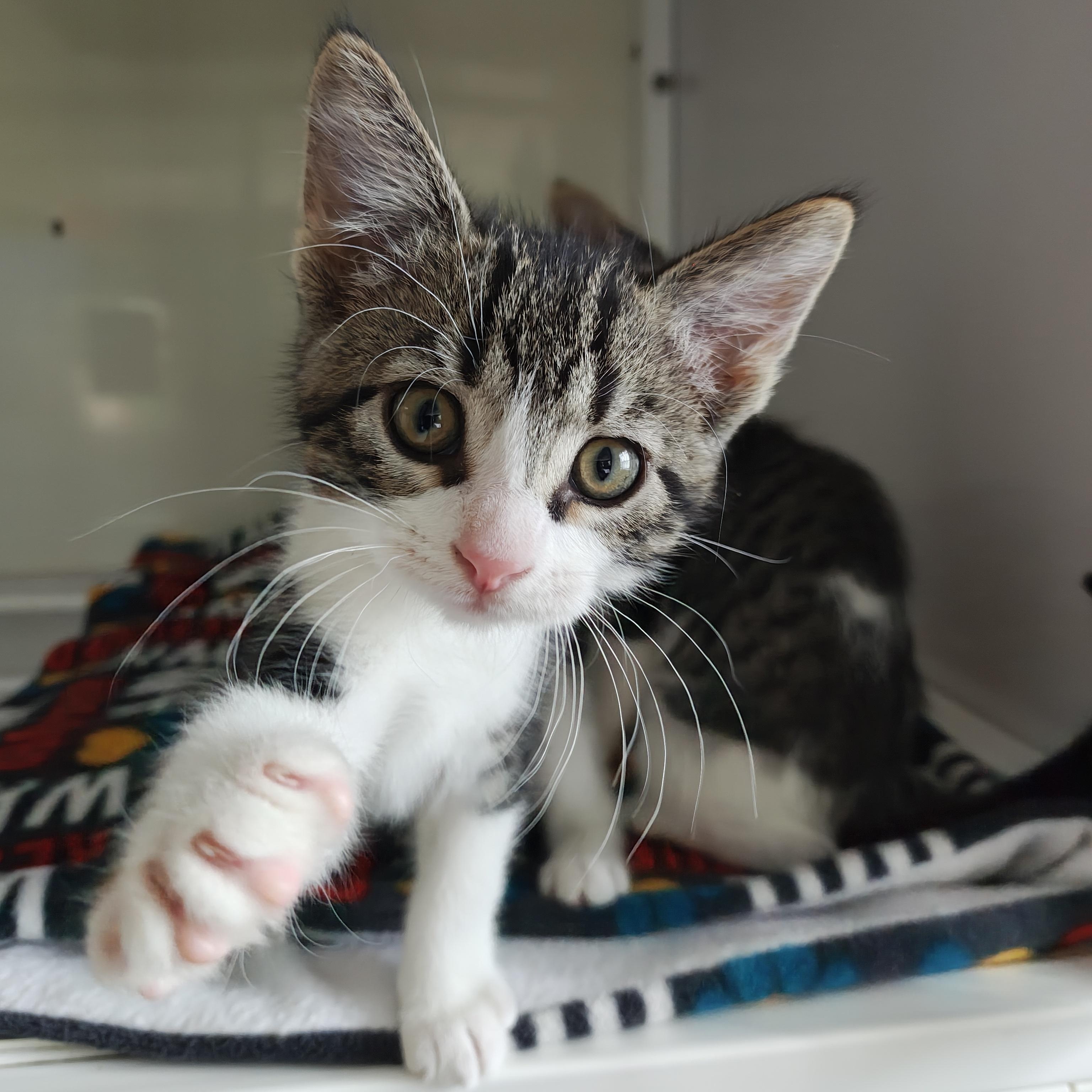 Enlarge Kittens Available, an adoption pending Domestic Short Hair in Oconto, WI image 1/2