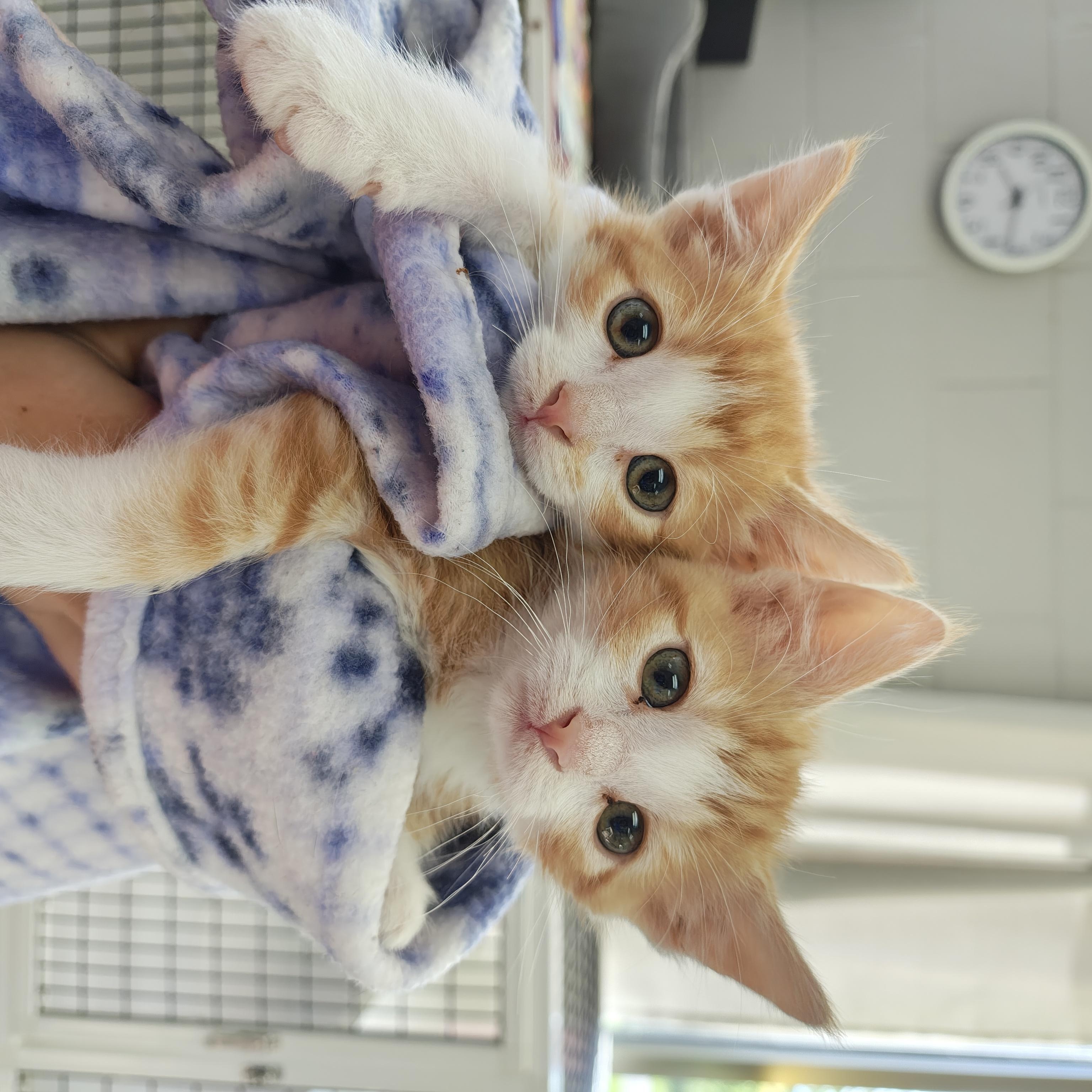Kittens Available, Adoptable, Kitten Male Domestic Short Hair.