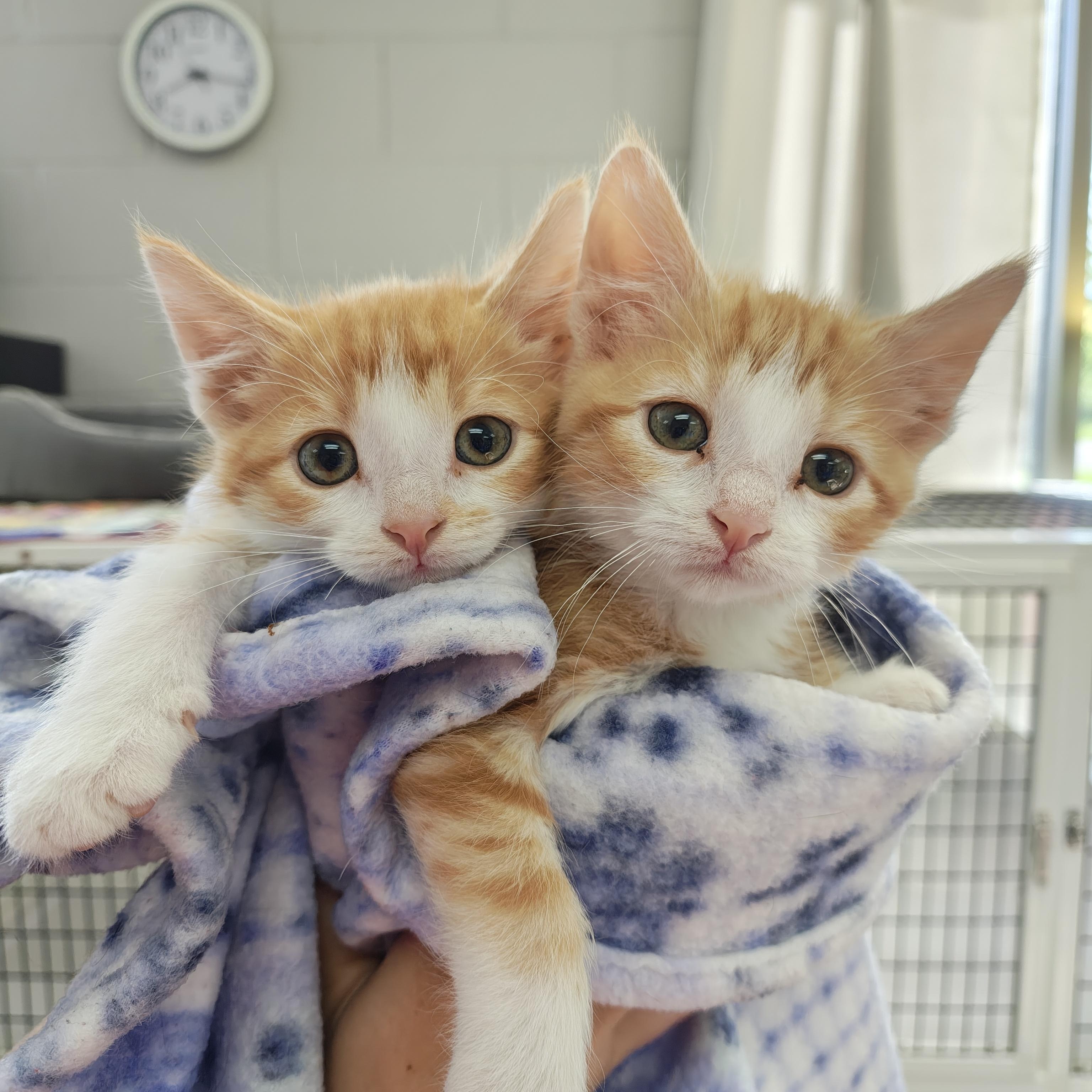 Enlarge Kittens Available, an adoption pending Domestic Short Hair in Oconto, WI image 2/2