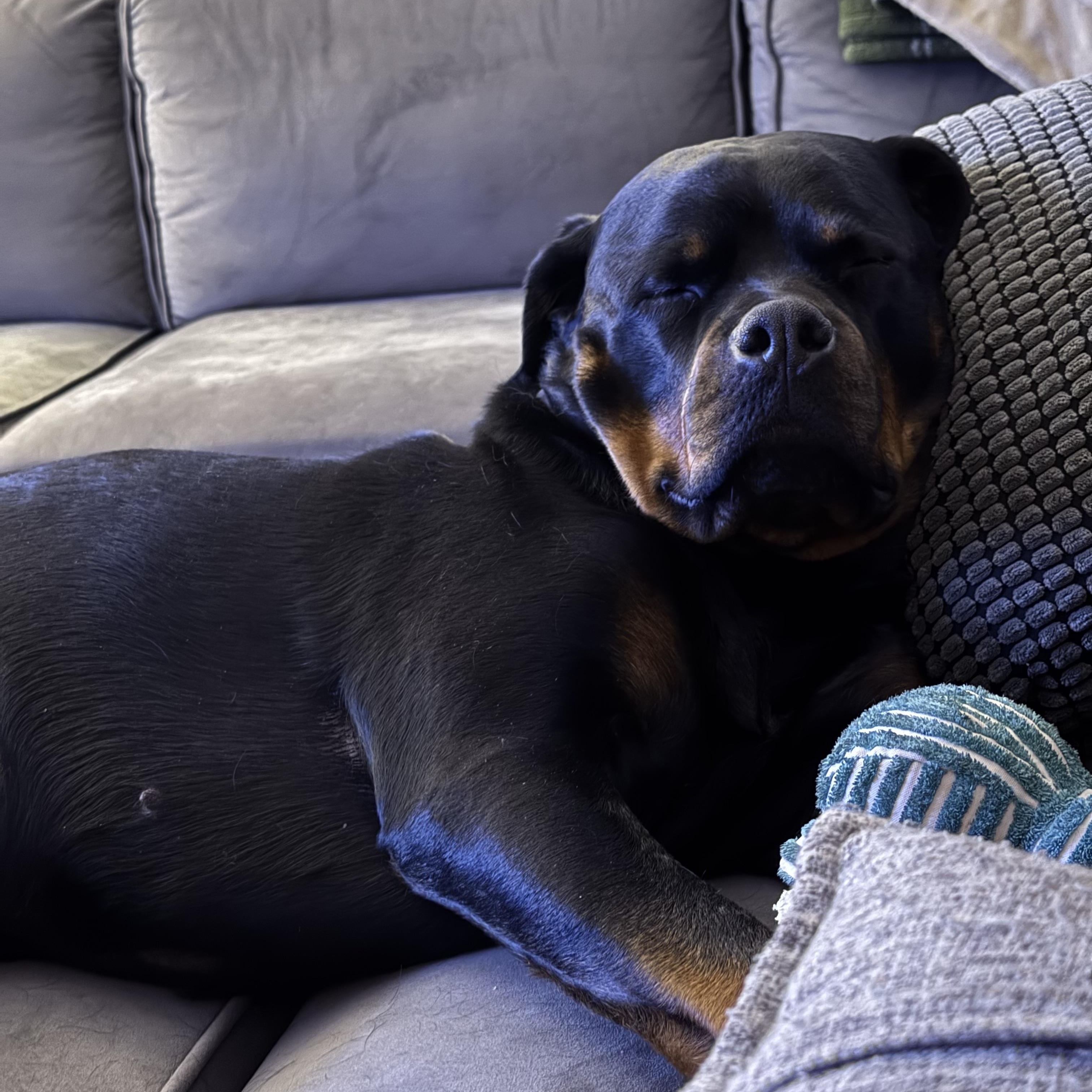 Enlarge Meet ROXY - Amazingly lovely & friendly 5 yr old spayed, great with all people!, an adopted Rottweiler in Clifton, NJ image 1/5