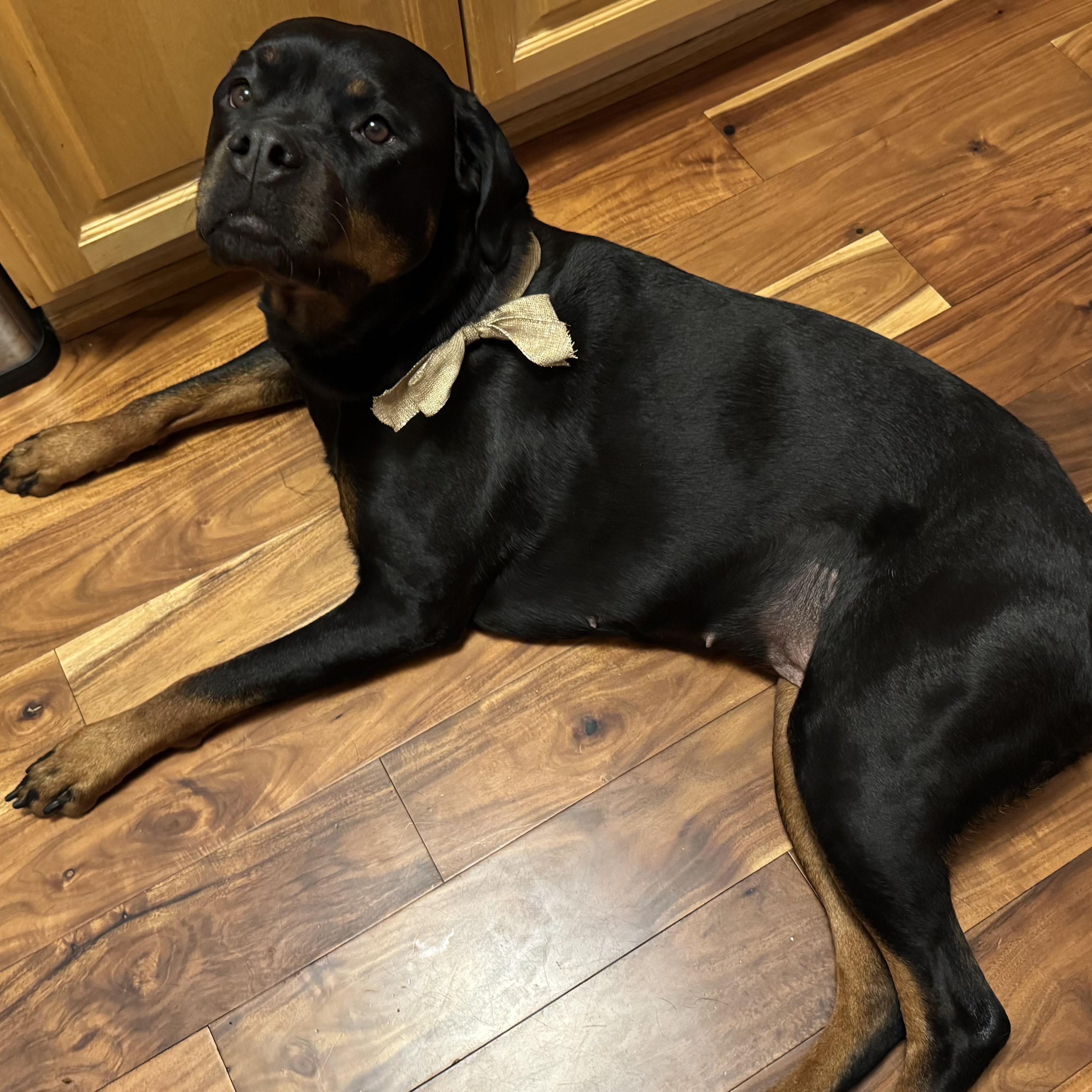 Enlarge Meet ROXY - Amazingly lovely & friendly 5 yr old spayed, great with all people!, an adopted Rottweiler in Clifton, NJ image 2/5