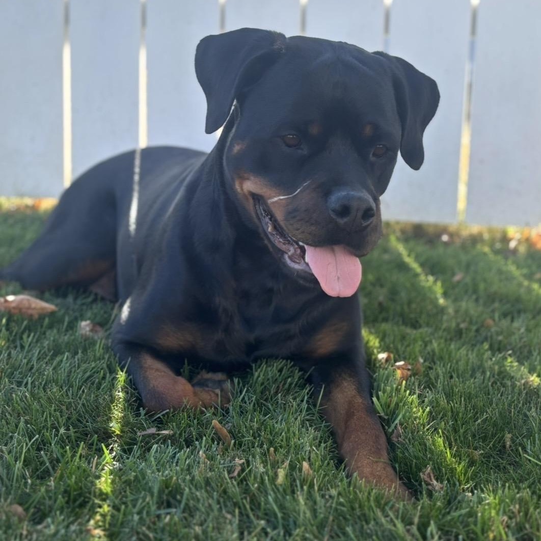 Enlarge Meet ROXY - Amazingly lovely & friendly 5 yr old spayed, great with all people!, an adopted Rottweiler in Clifton, NJ image 5/5