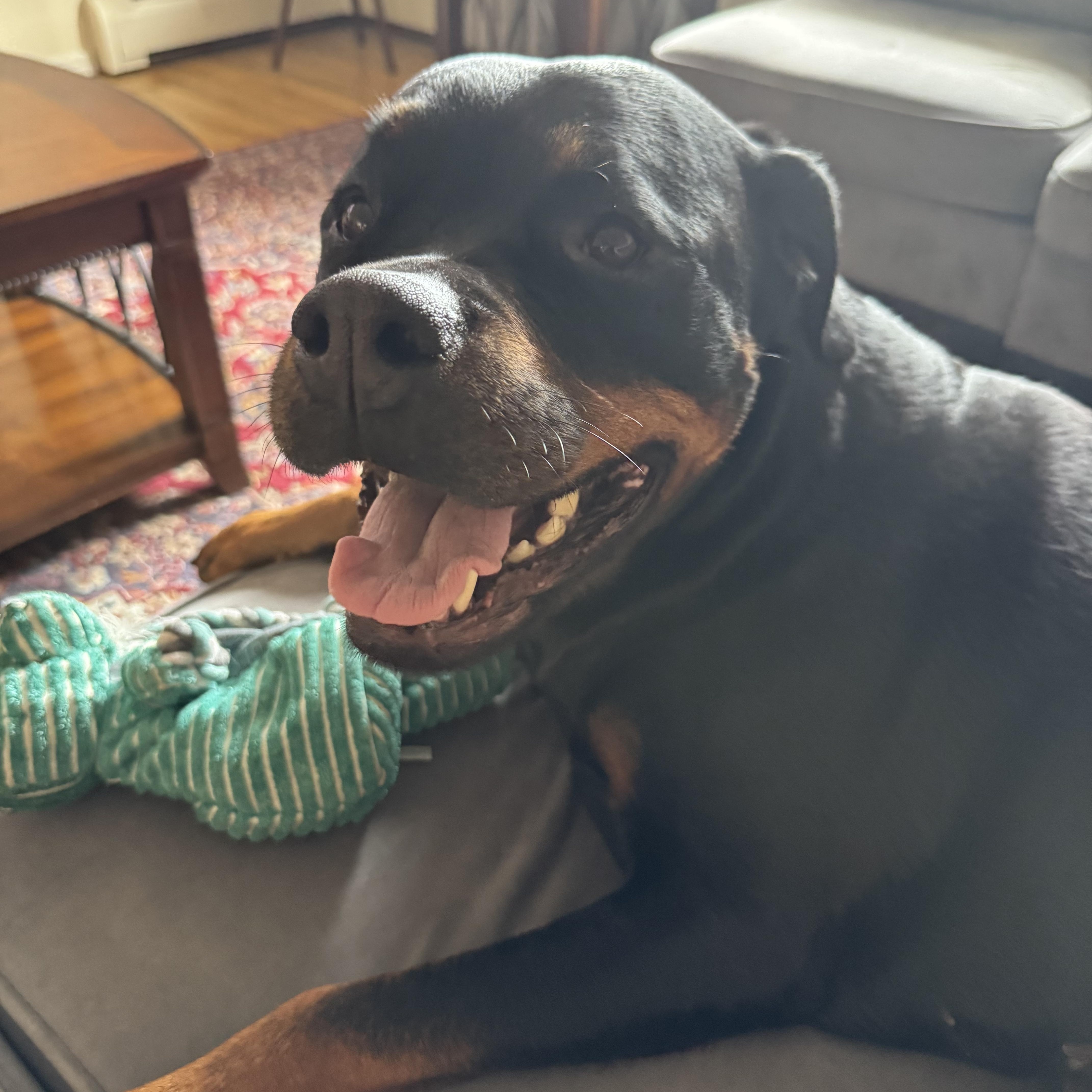 Enlarge Meet ROXY - Amazingly lovely & friendly 5 yr old spayed, great with all people!, an adopted Rottweiler in Clifton, NJ image 4/5