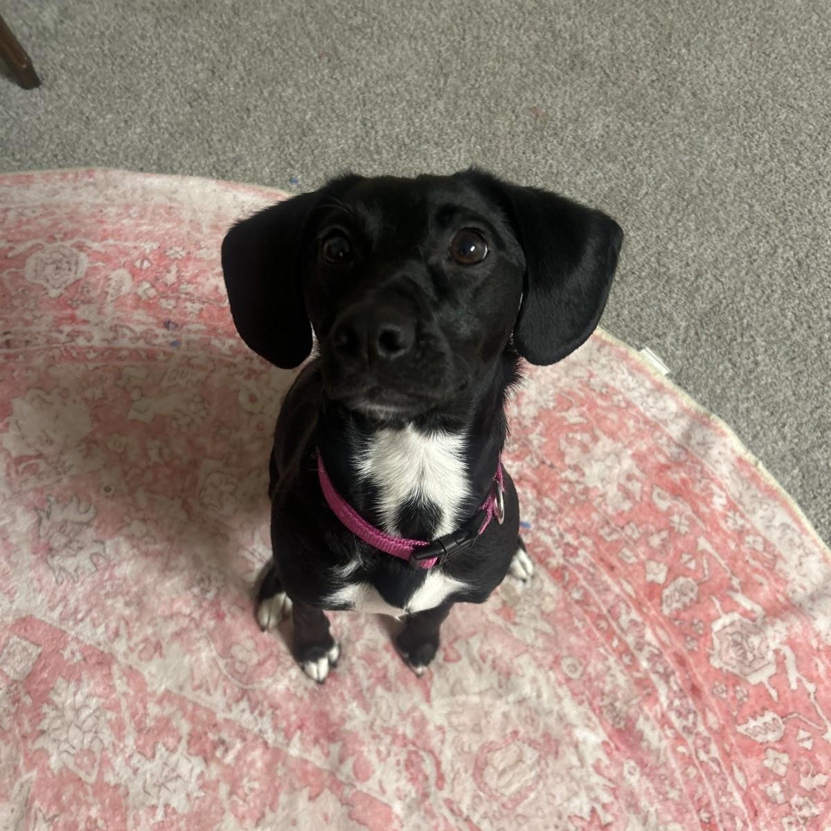 Tulip, ADOPTABLE, Young Female Beagle.