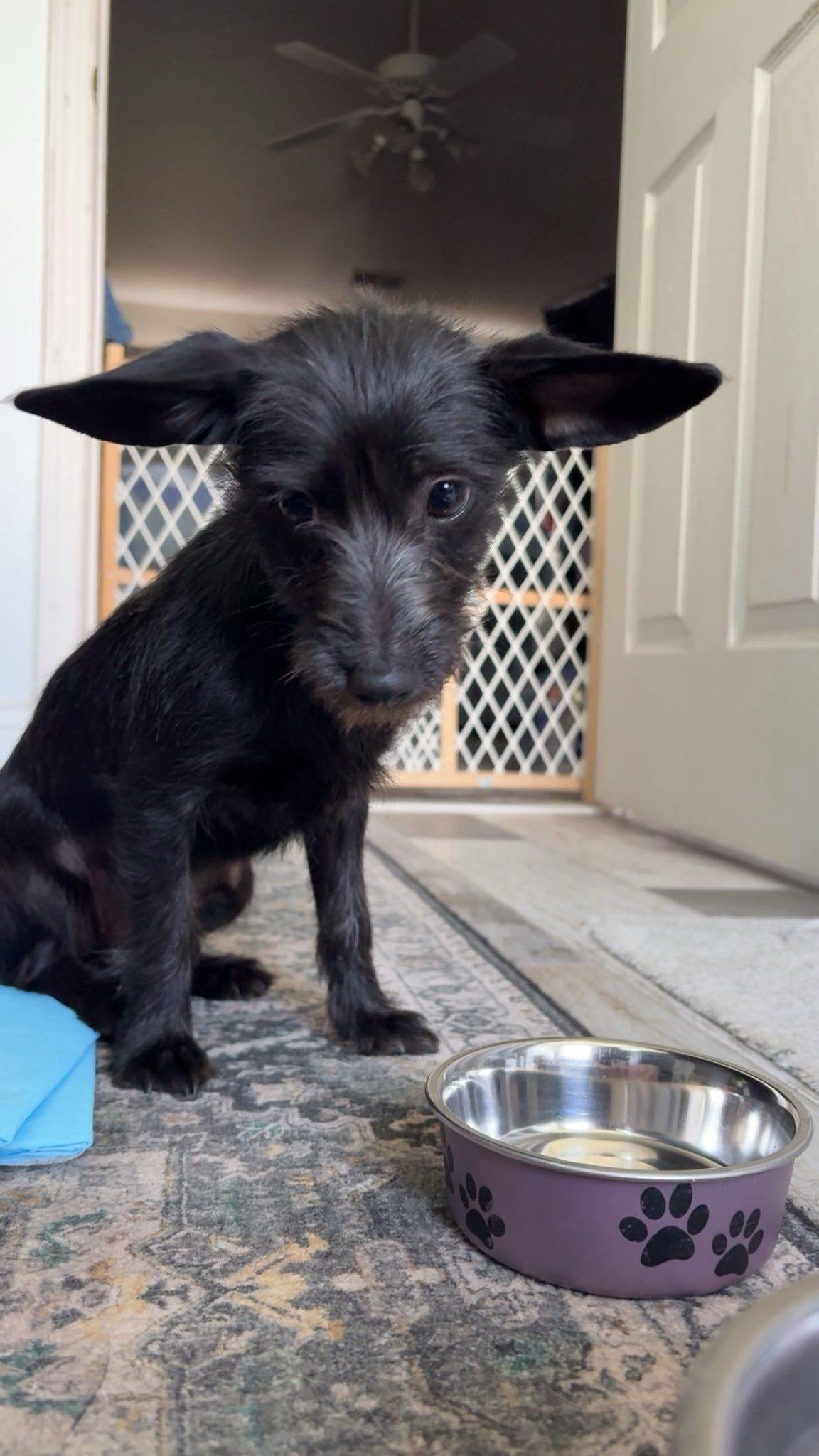 Journey, a ADOPTABLE mixed breed in Christiansburg, VA image 3/5