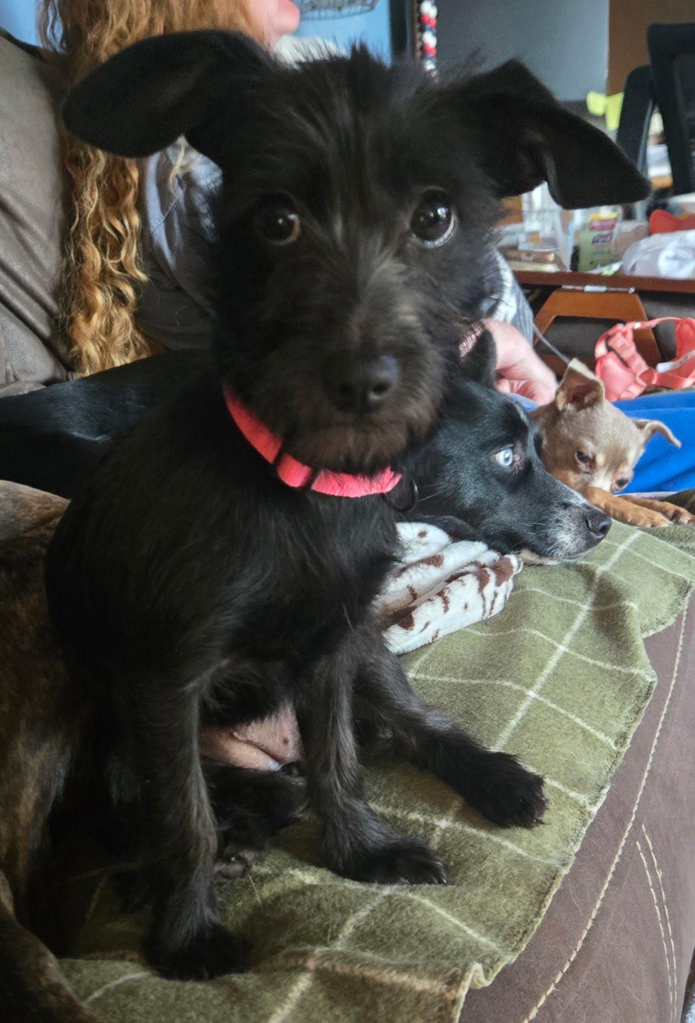 Journey, a ADOPTABLE mixed breed in Christiansburg, VA image 1/5