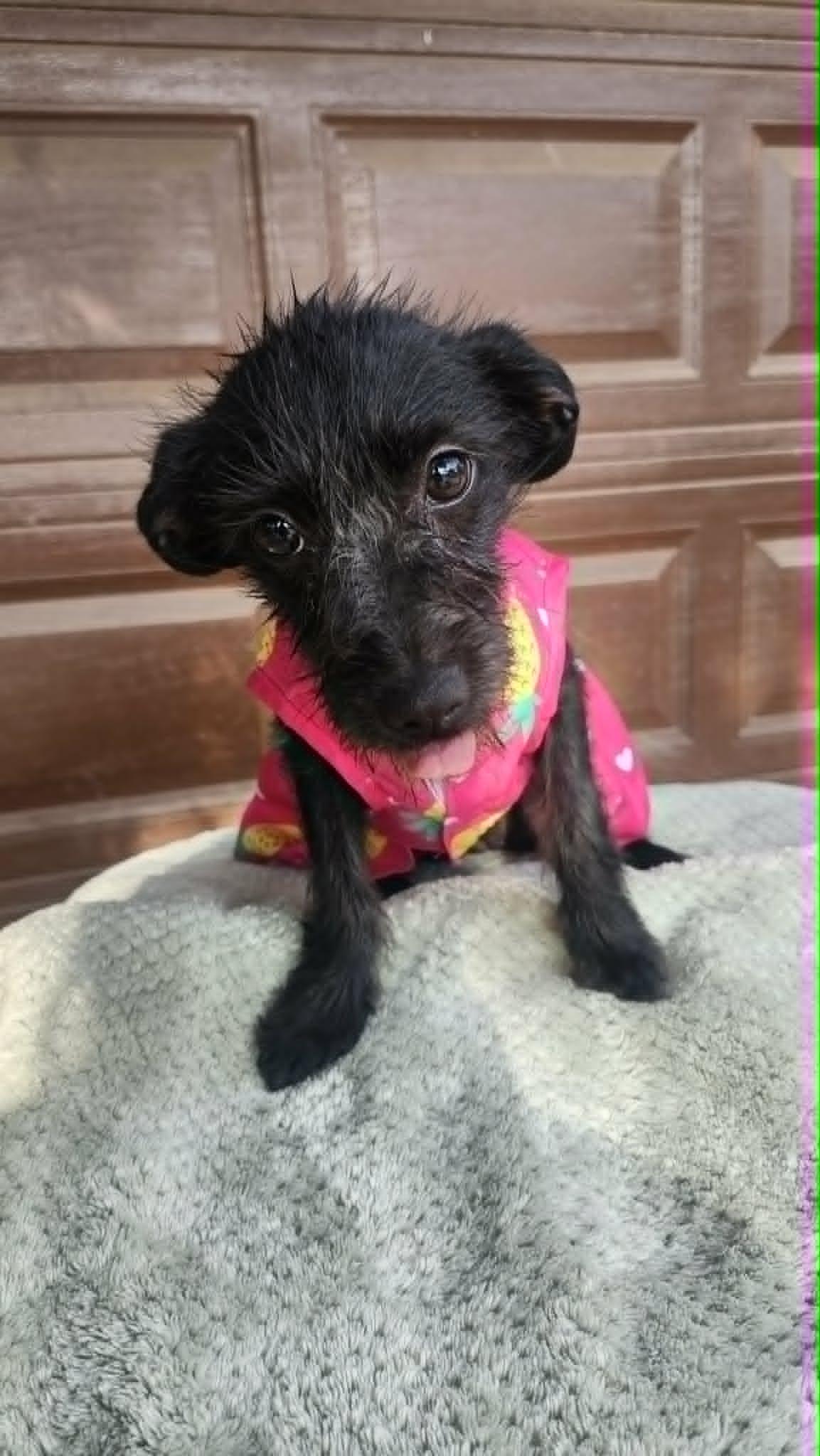 Journey, ADOPTABLE, Puppy Female Miniature Schnauzer & Dachshund.