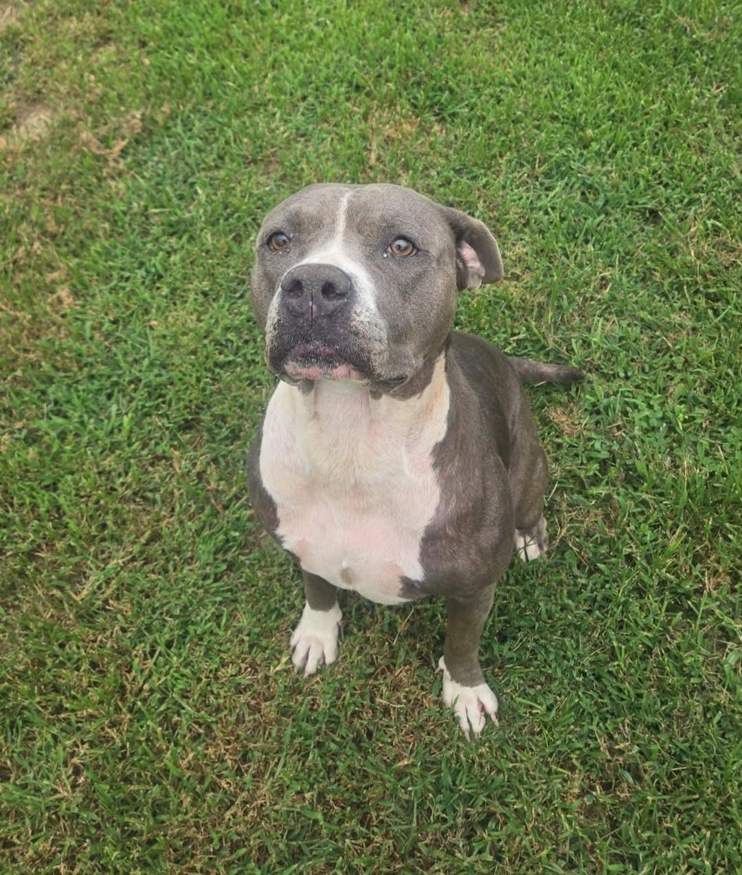 Luna, ADOPTABLE, Adult Female Pit Bull Terrier.