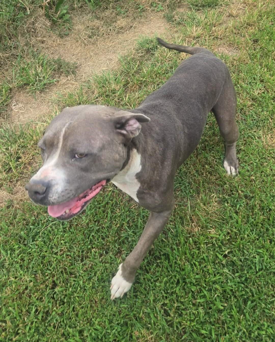 Enlarge Luna, a ADOPTABLE Pit Bull Terrier in Windsor, MO image 6/6