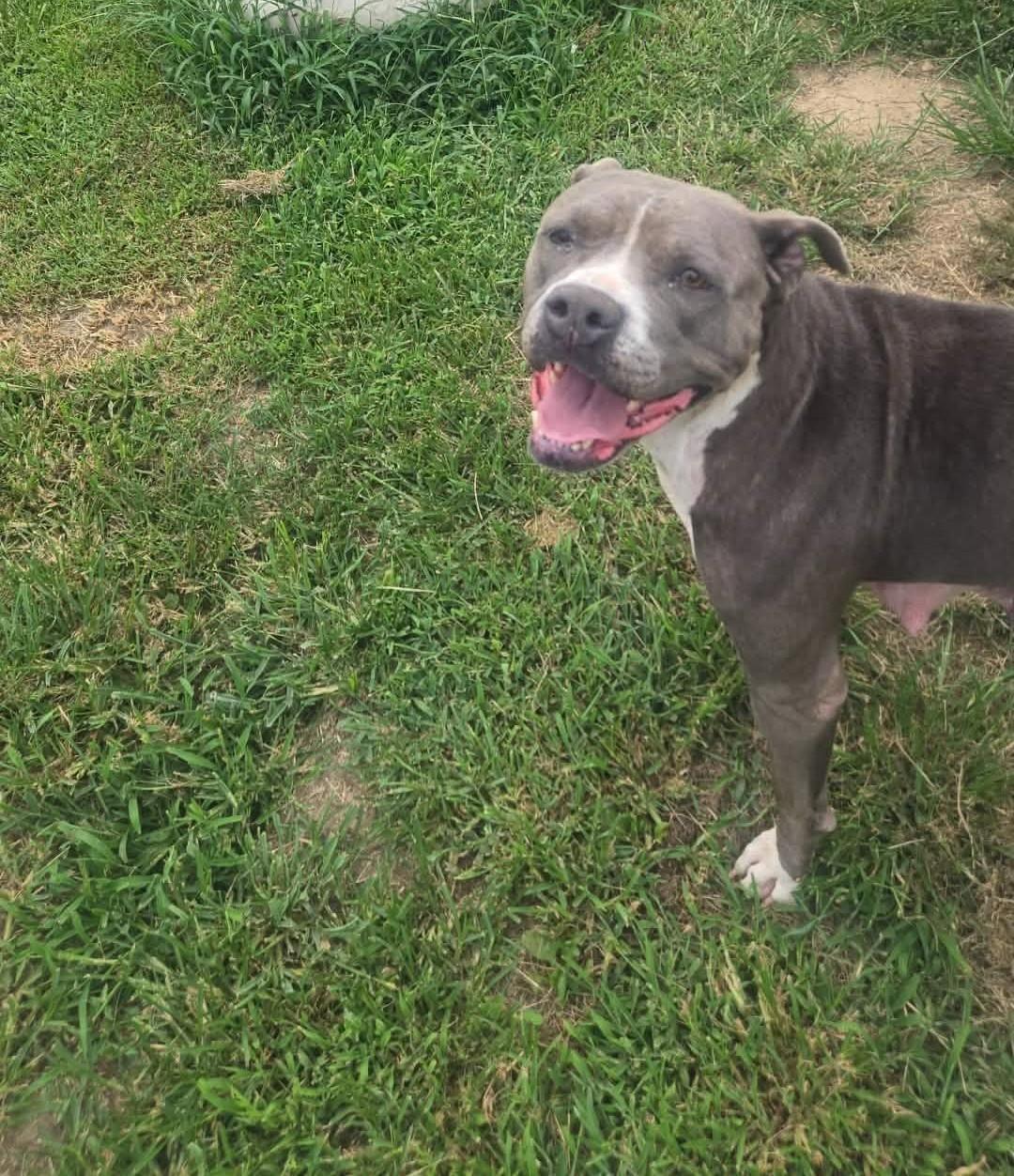 Enlarge Luna, a ADOPTABLE Pit Bull Terrier in Windsor, MO image 5/6