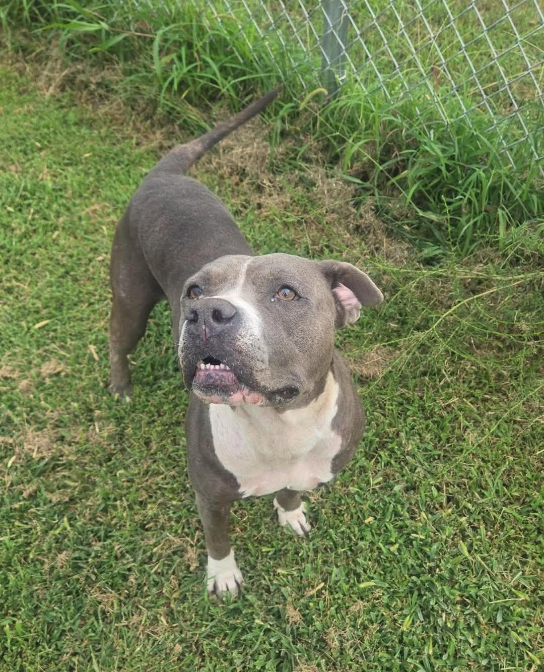 Enlarge Luna, a ADOPTABLE Pit Bull Terrier in Windsor, MO image 4/6