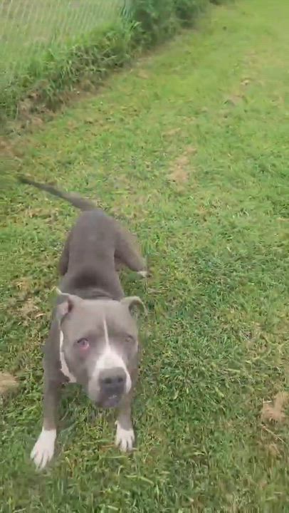 Enlarge Luna, a ADOPTABLE Pit Bull Terrier in Windsor, MO video 2/6