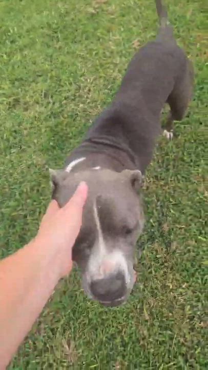 Enlarge Luna, a ADOPTABLE Pit Bull Terrier in Windsor, MO video 3/6
