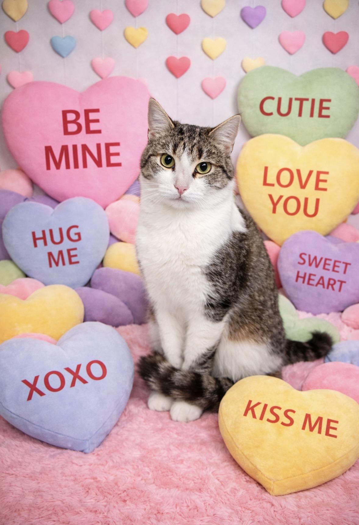 Simon, adopted, Adult Male Domestic Short Hair.