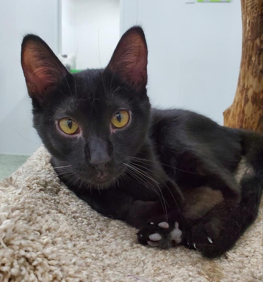 Oscar - Bonded with Hansen, a Adoptable Domestic Short Hair in Richland Center, WI image 2/4