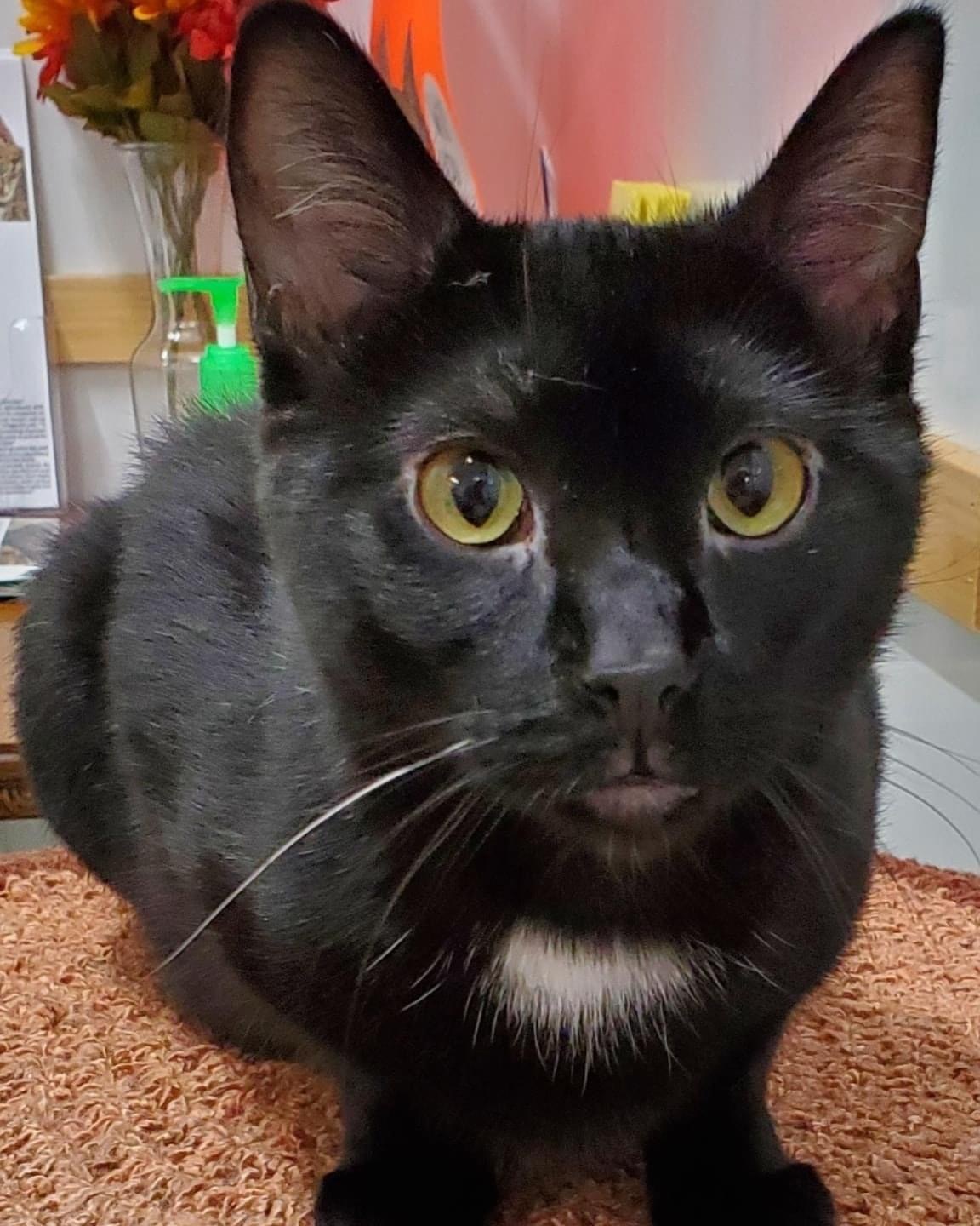 Oscar - Bonded with Hansen, a Adoptable Domestic Short Hair in Richland Center, WI image 3/4