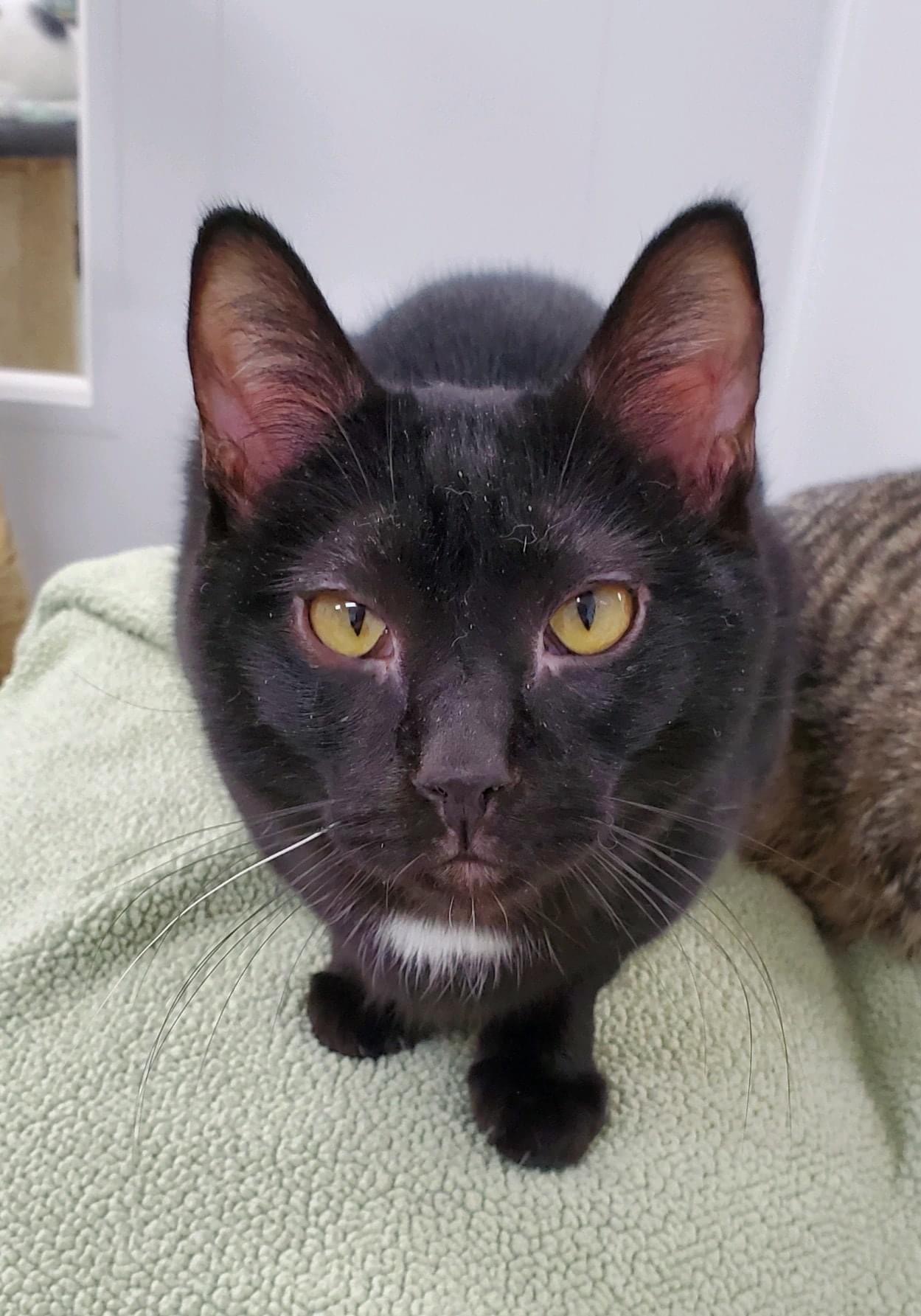 Oscar - Bonded with Hansen, a Adoptable Domestic Short Hair in Richland Center, WI image 1/4