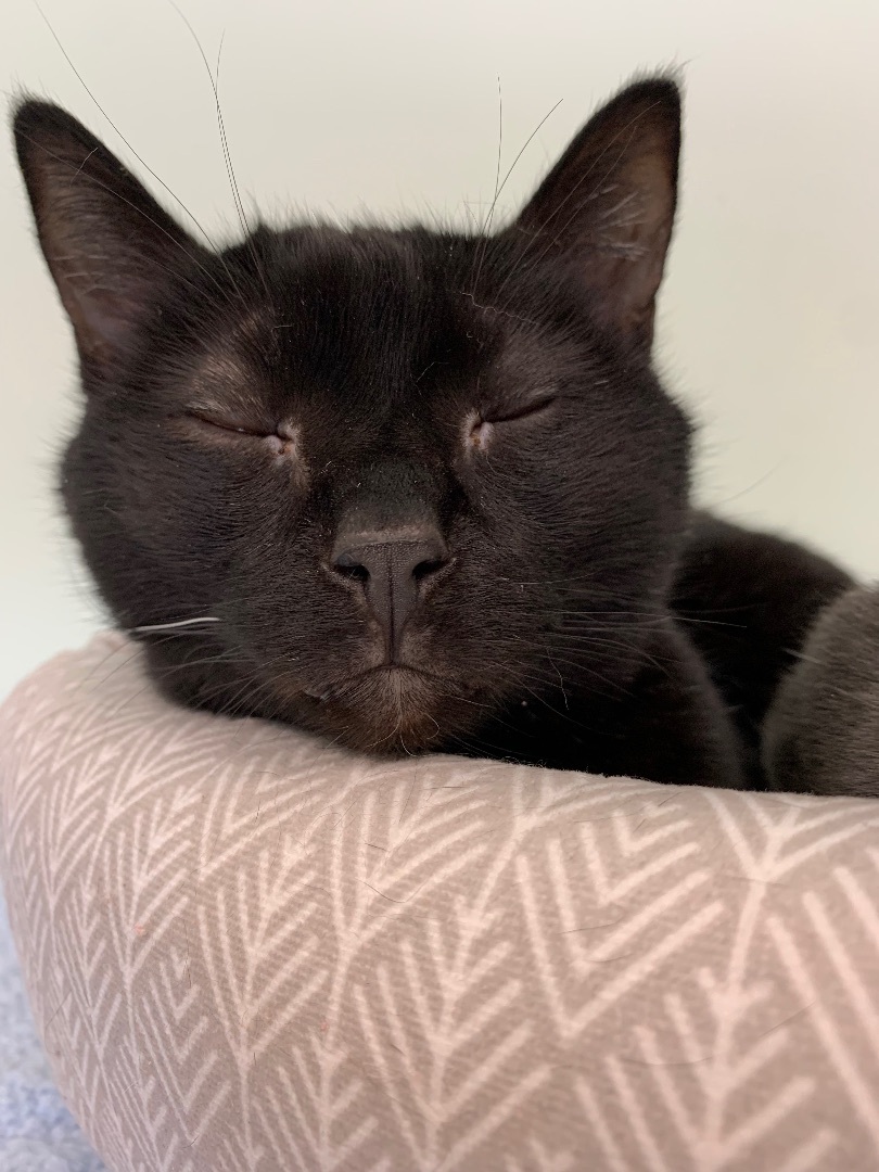 Oscar - Bonded with Hansen, a Adoptable Domestic Short Hair in Richland Center, WI image 4/4