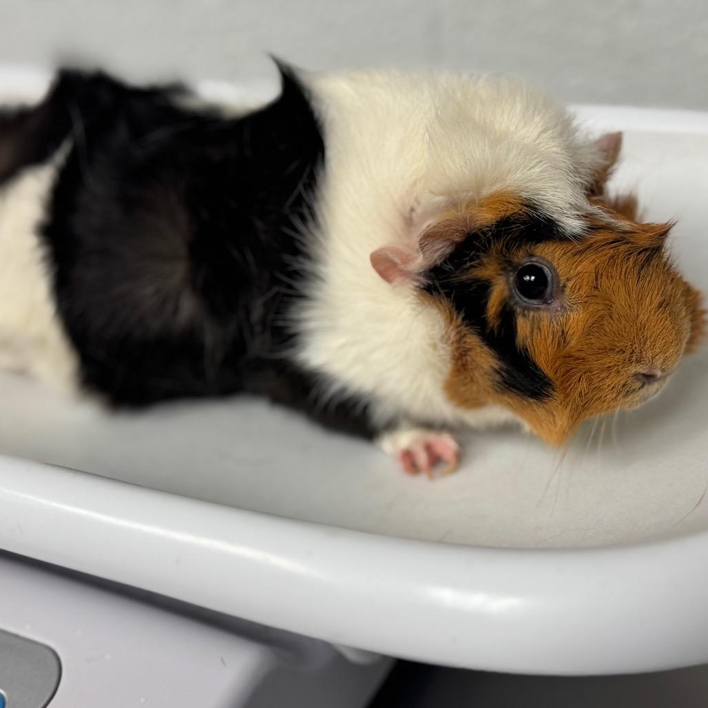 Ruby-IN FOSTER, Adoptable, Young Female Guinea Pig.