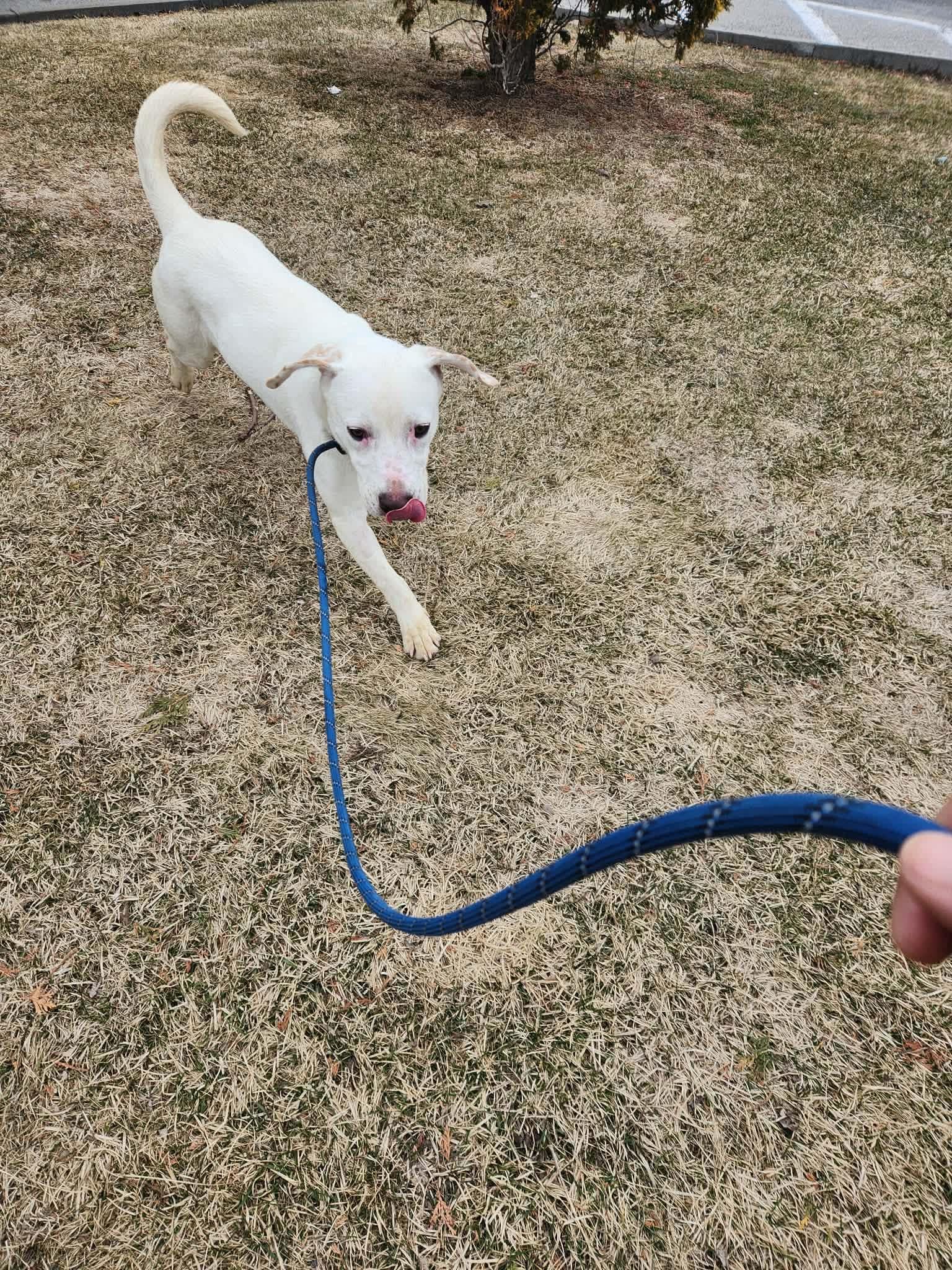 Cabbage, ADOPTABLE, Young Male Mixed Breed.