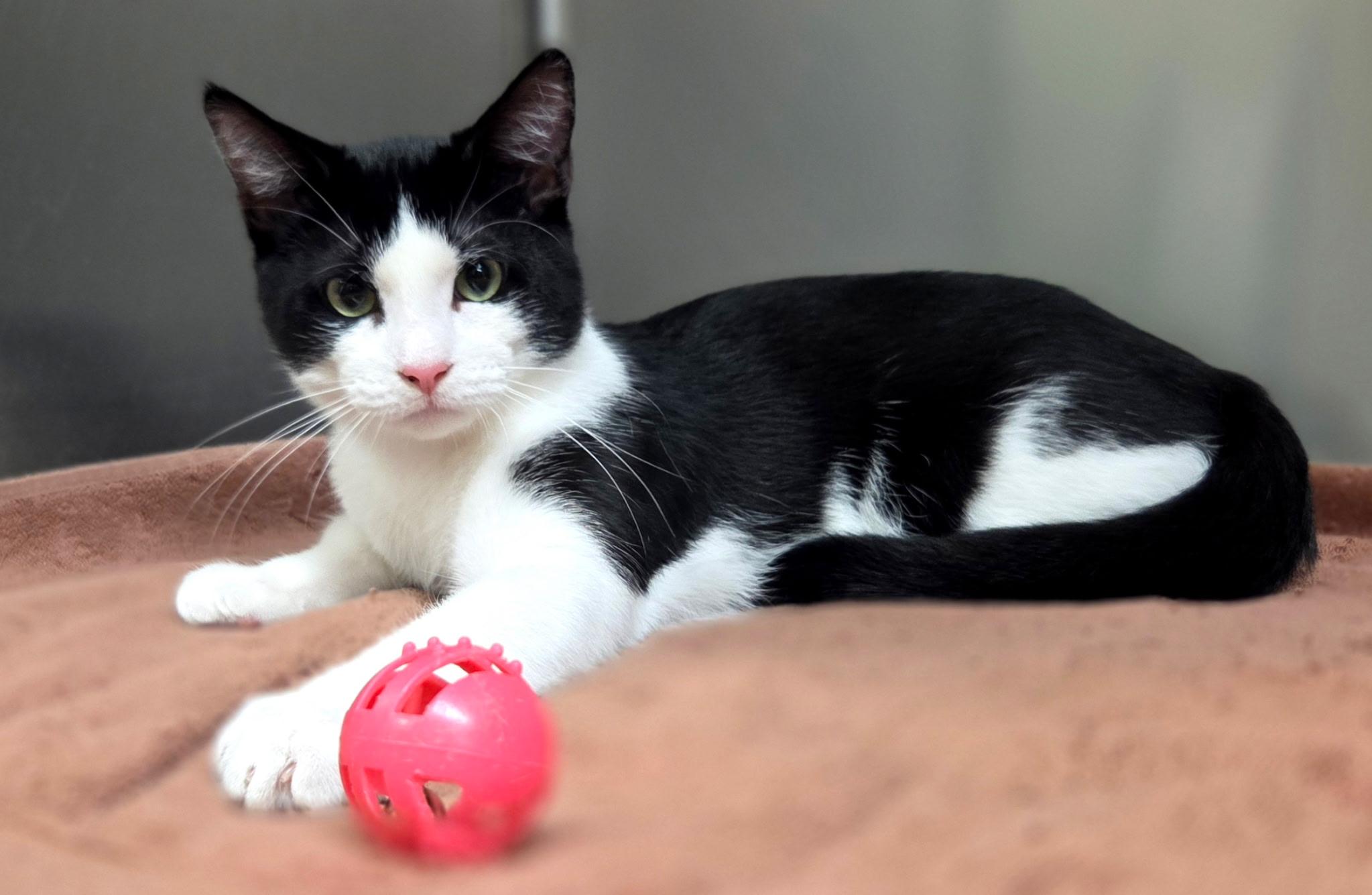 Enlarge Rizzo =^.^=, an adopted Domestic Short Hair in Jacksonville, FL image 5/6