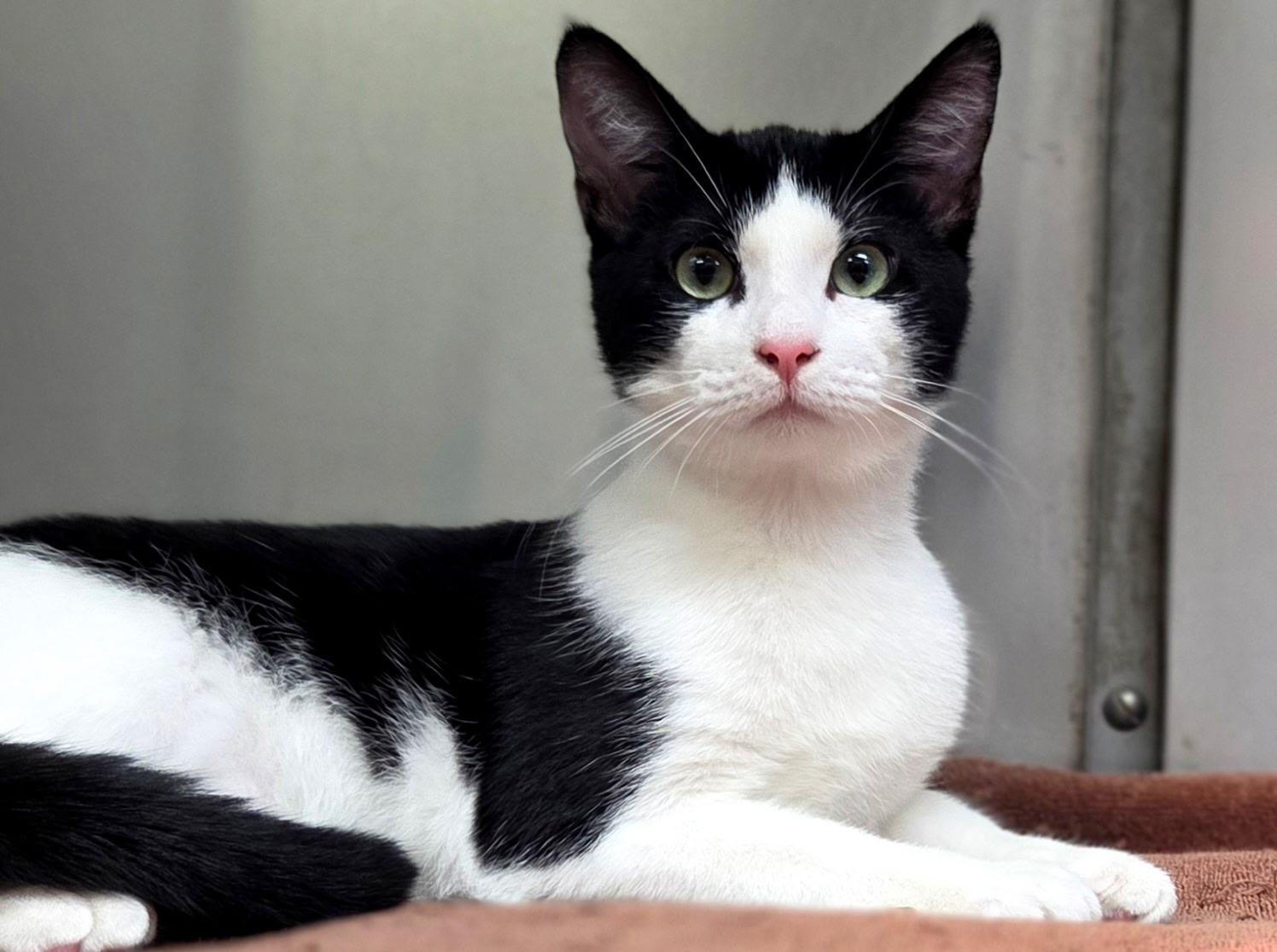 Rizzo =^.^=, adopted, Young Male Domestic Short Hair.