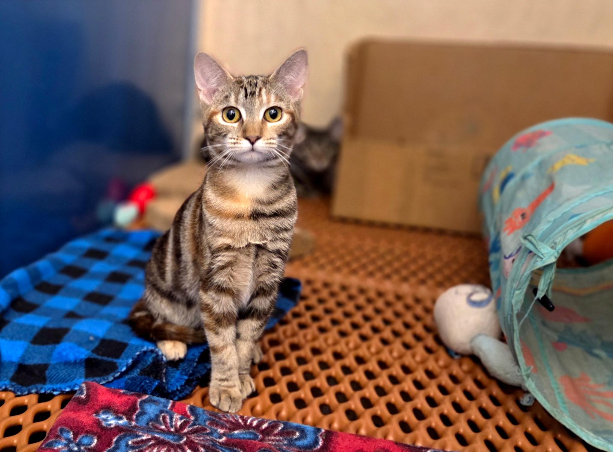 Enlarge Rizzo =^.^=, an adopted Domestic Short Hair in Jacksonville, FL image 6/6