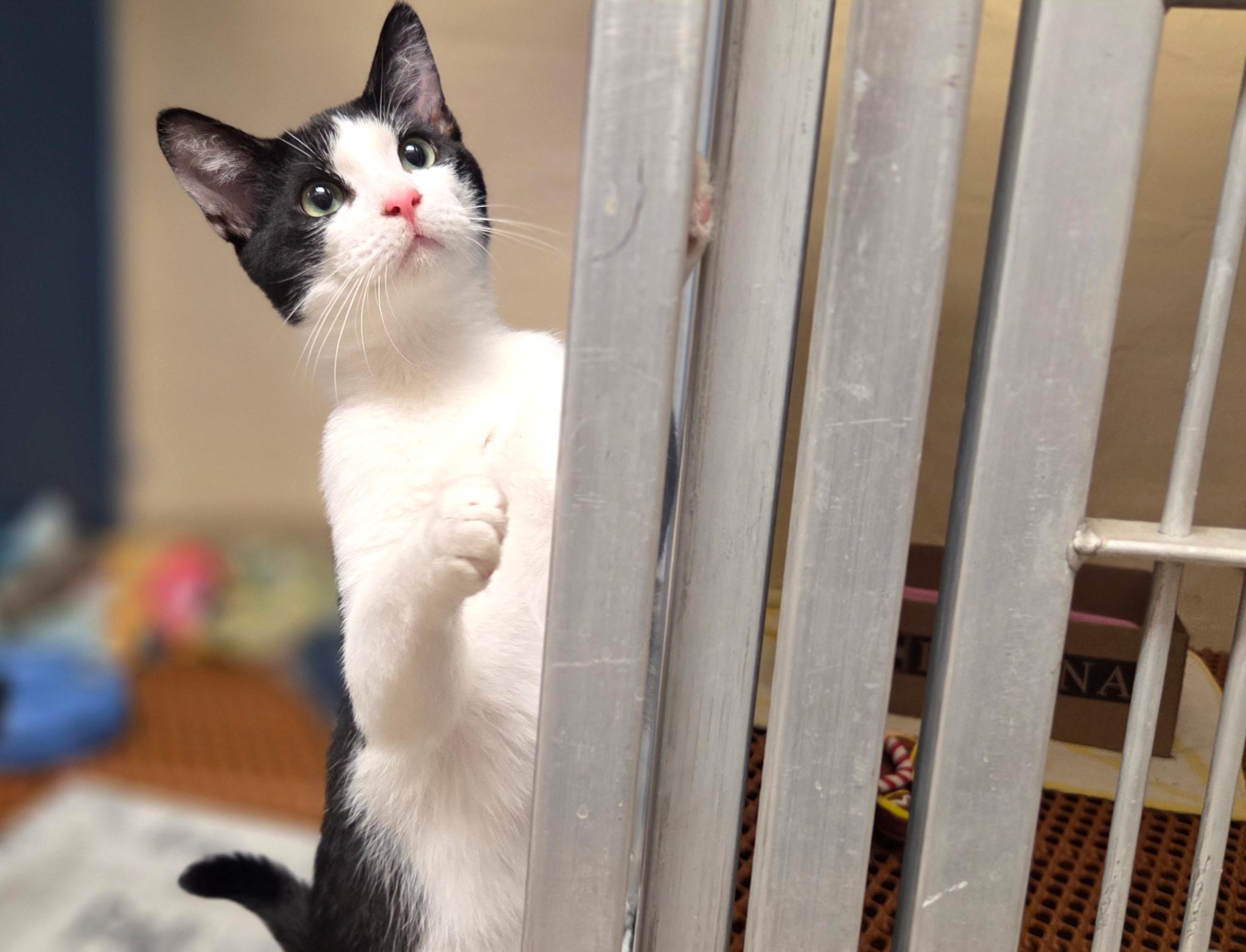 Enlarge Rizzo =^.^=, an adopted Domestic Short Hair in Jacksonville, FL image 2/6