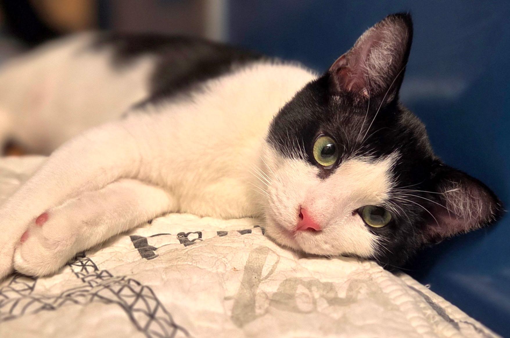 Enlarge Rizzo =^.^=, an adopted Domestic Short Hair in Jacksonville, FL image 3/6