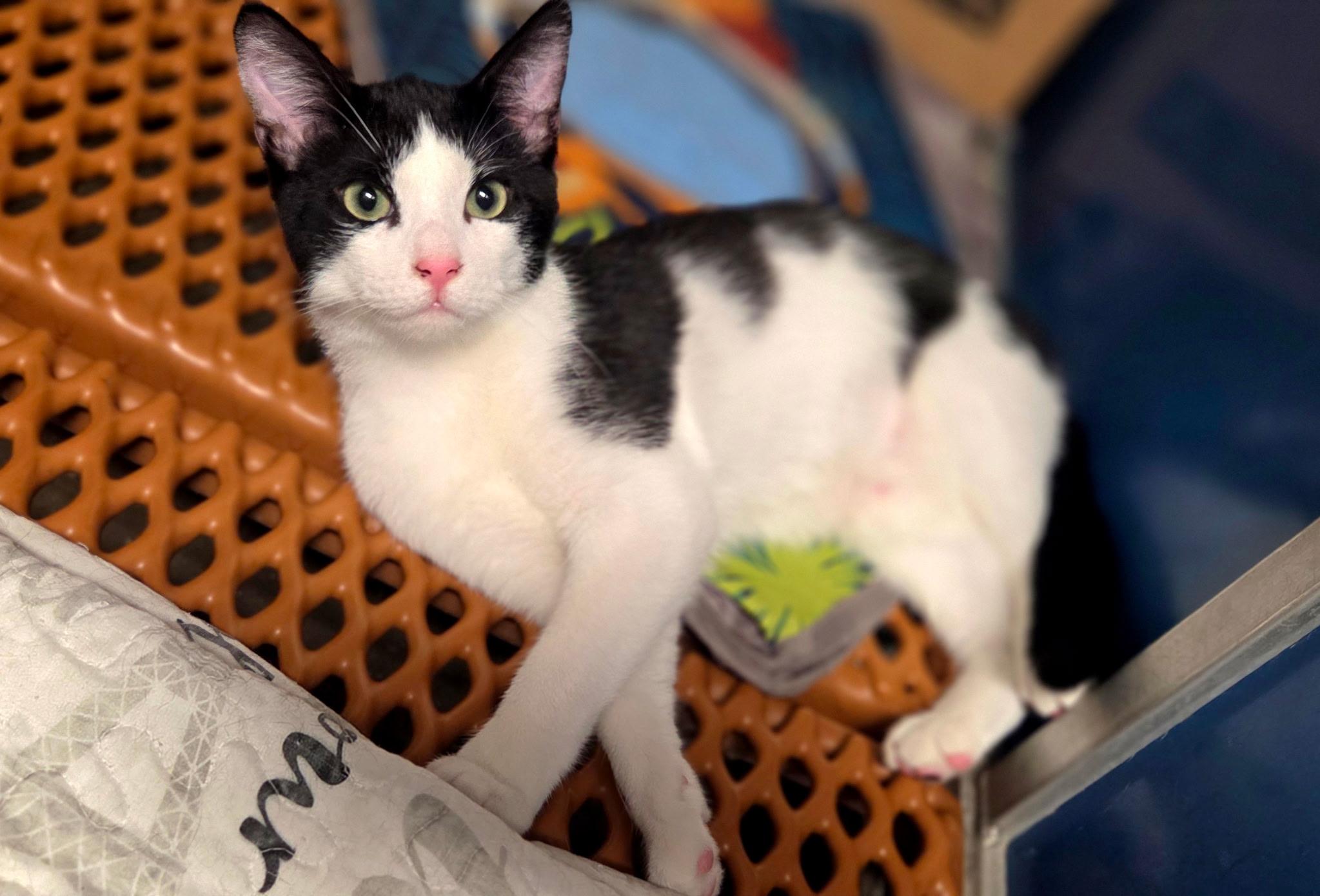 Enlarge Rizzo =^.^=, an adopted Domestic Short Hair in Jacksonville, FL image 4/6