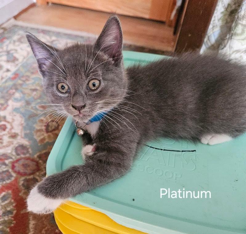 Enlarge Platinum, a Adoptable mixed breed in Parkville, MD image 1/3