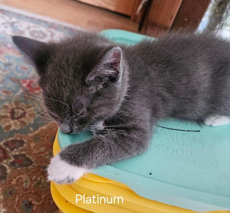 Enlarge Platinum, a Adoptable mixed breed in Parkville, MD image 2/3