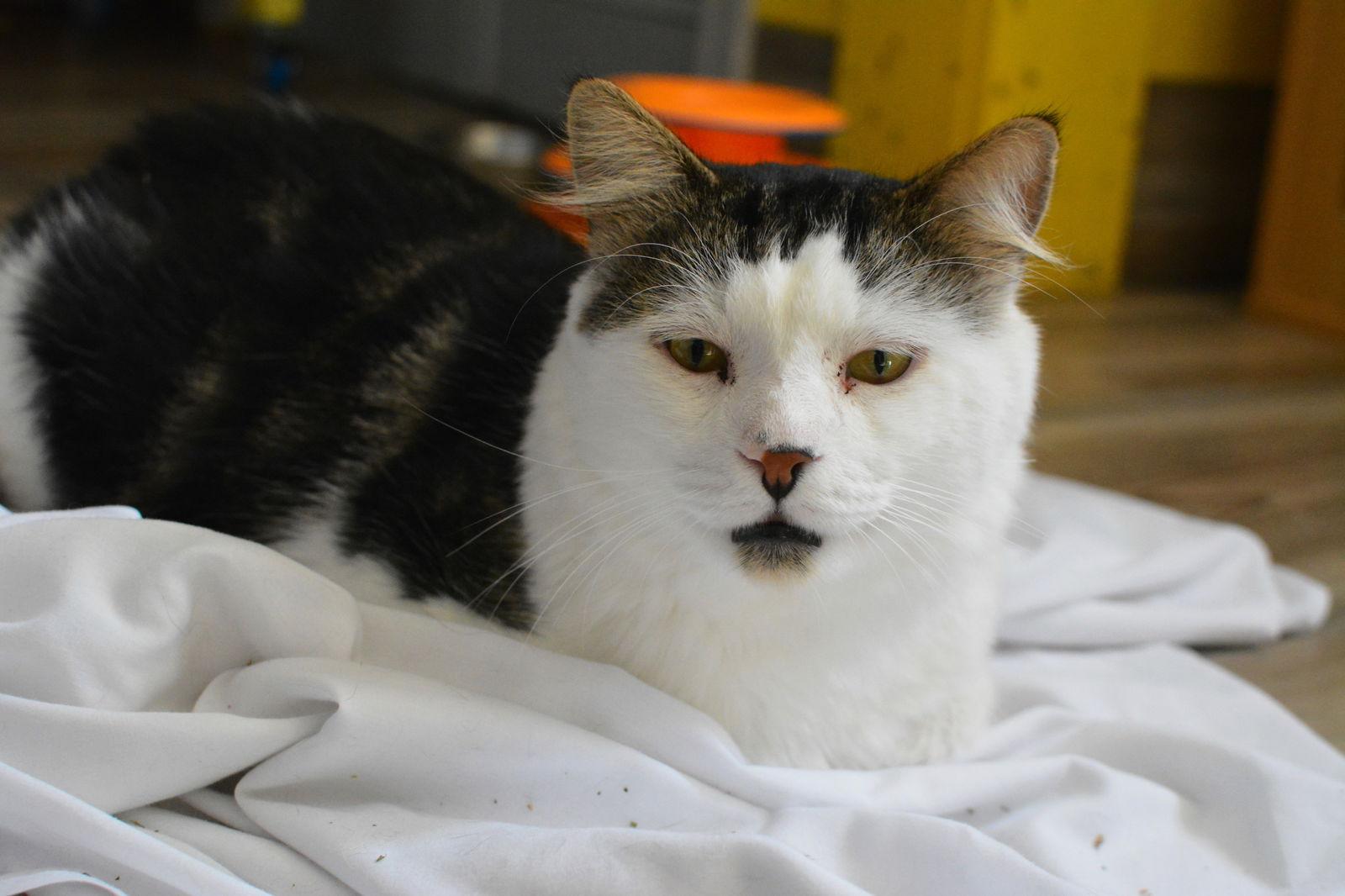 Tommy, a Adoptable Domestic Medium Hair in Montreal, QC image 1/3