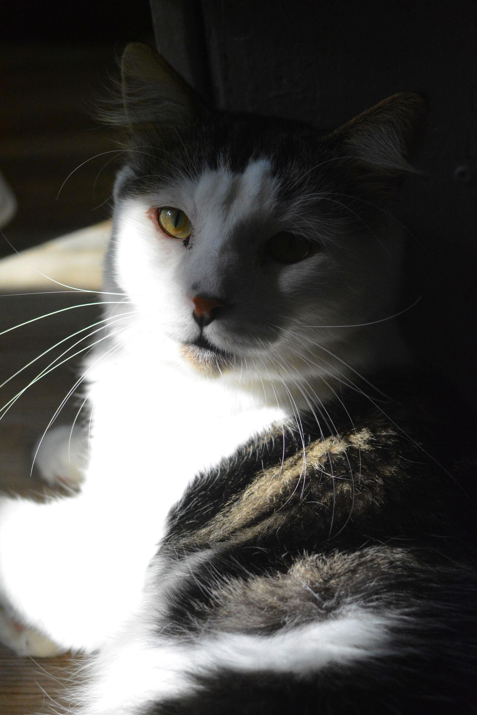 Tommy, a Adoptable Domestic Medium Hair in Montreal, QC image 2/3