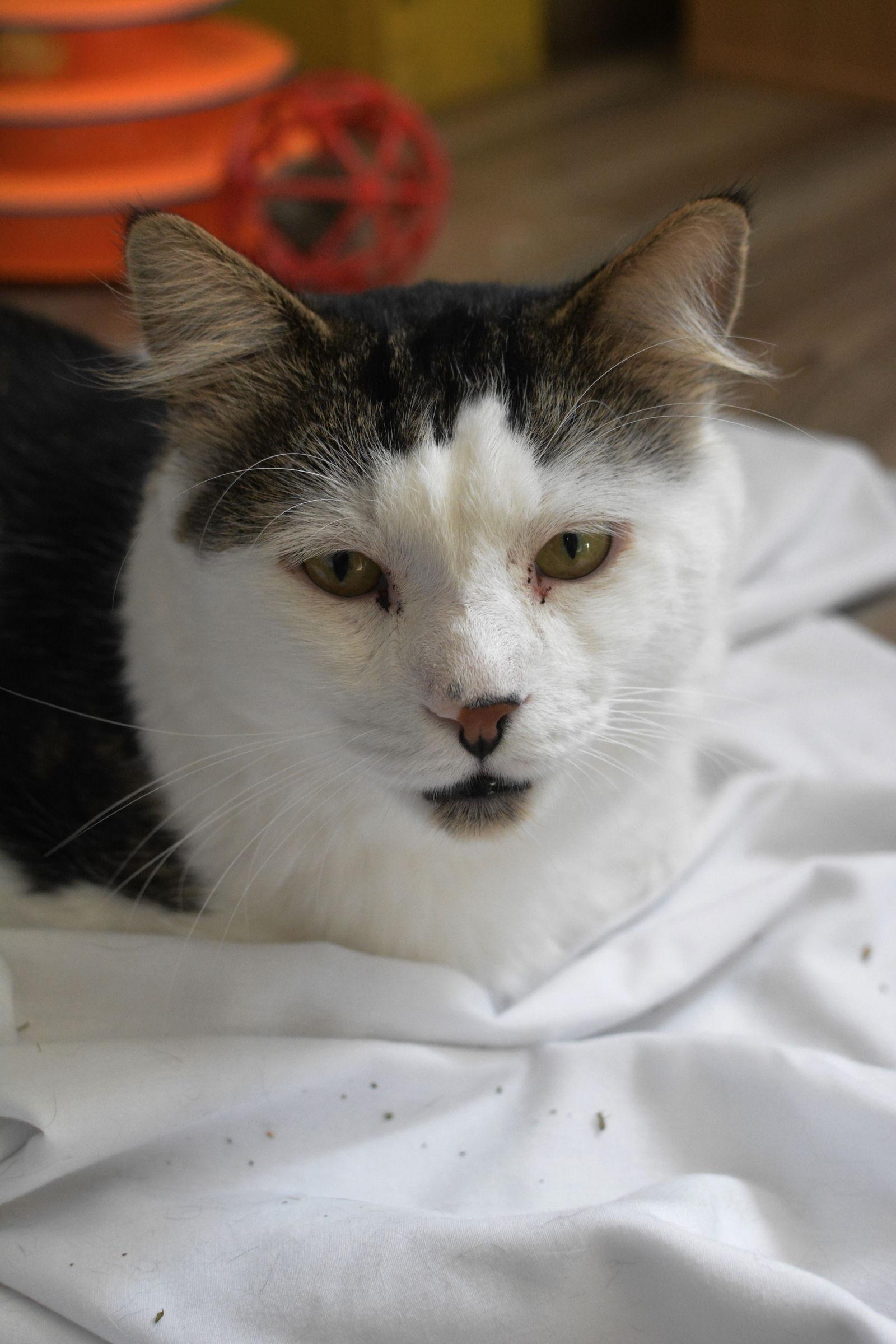 Tommy, a Adoptable Domestic Medium Hair in Montreal, QC image 3/3