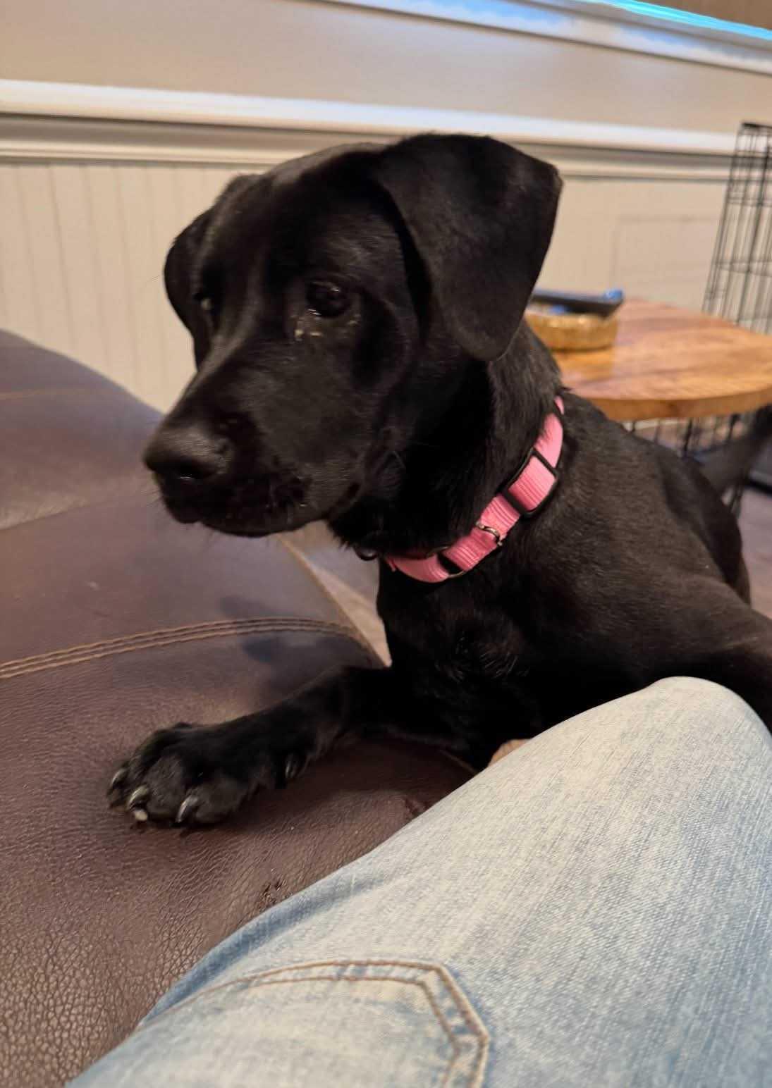 Tippy, adoptable, Puppy Female Mixed Breed.