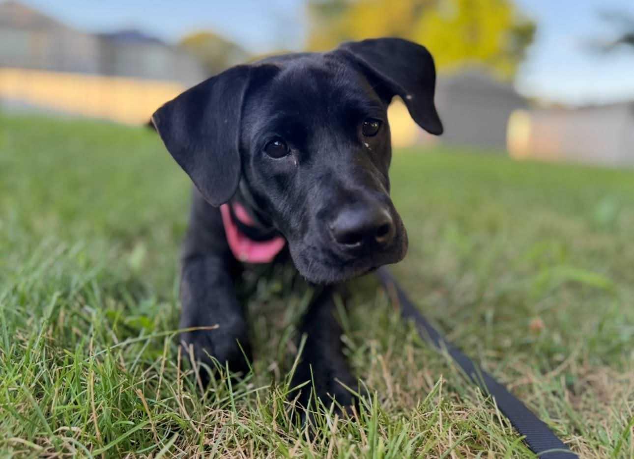 Enlarge Tippy, an adoptable Mixed Breed in Fairfield, NJ image 2/5