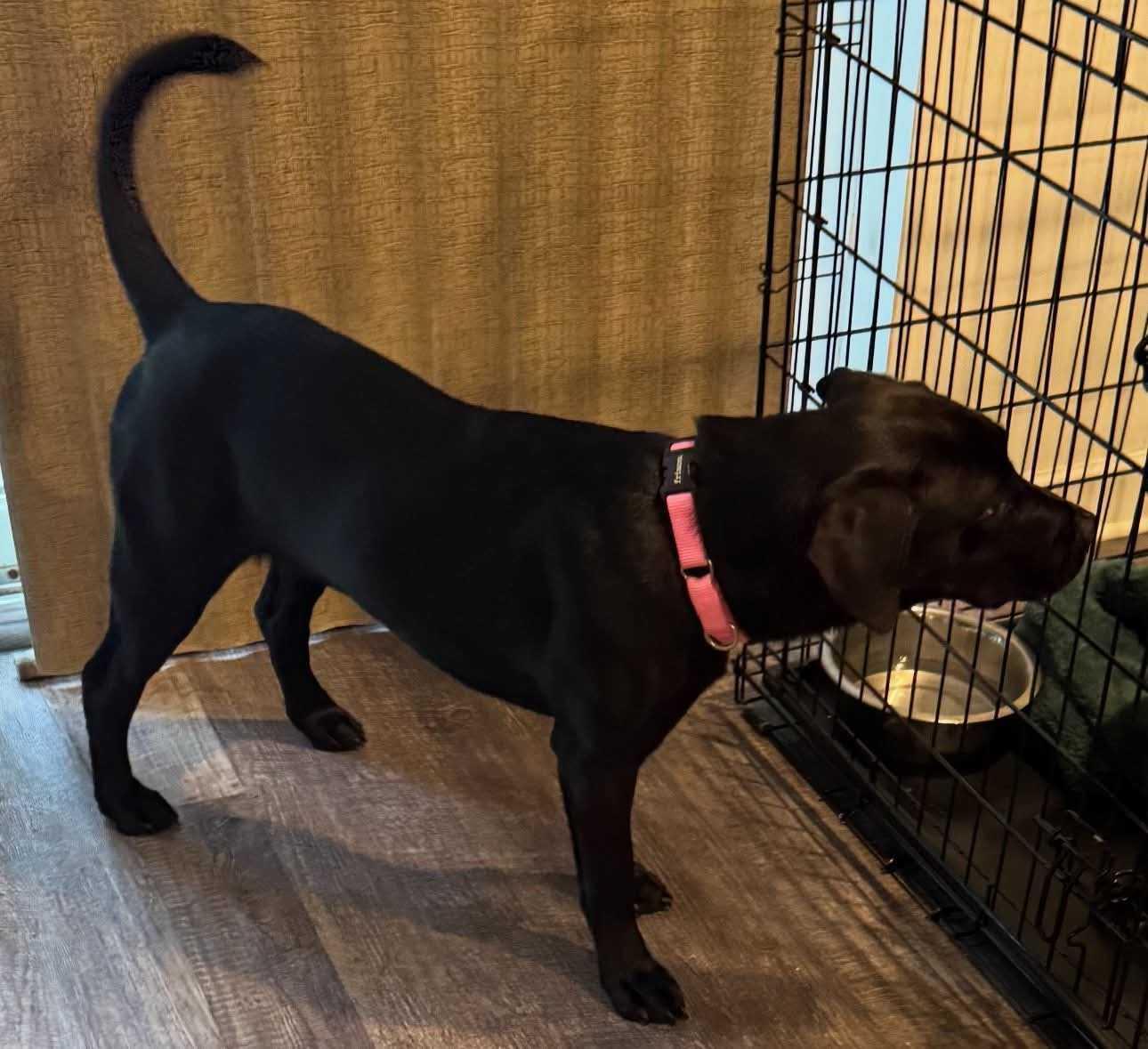 Enlarge Tippy, an adoptable Mixed Breed in Fairfield, NJ image 4/5