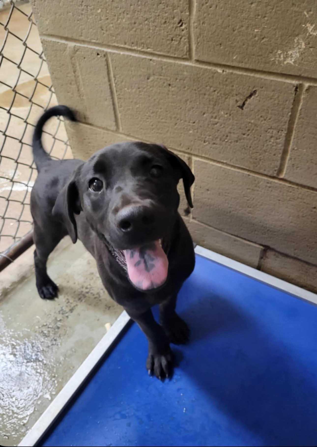 Enlarge Tippy, an adoptable Mixed Breed in Fairfield, NJ image 5/5