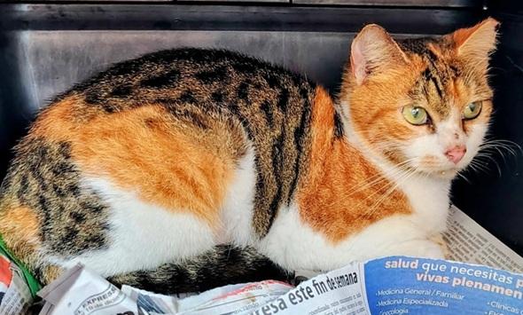 Enlarge Canela, a ADOPTABLE mixed breed in Huntington, NY image 2/2