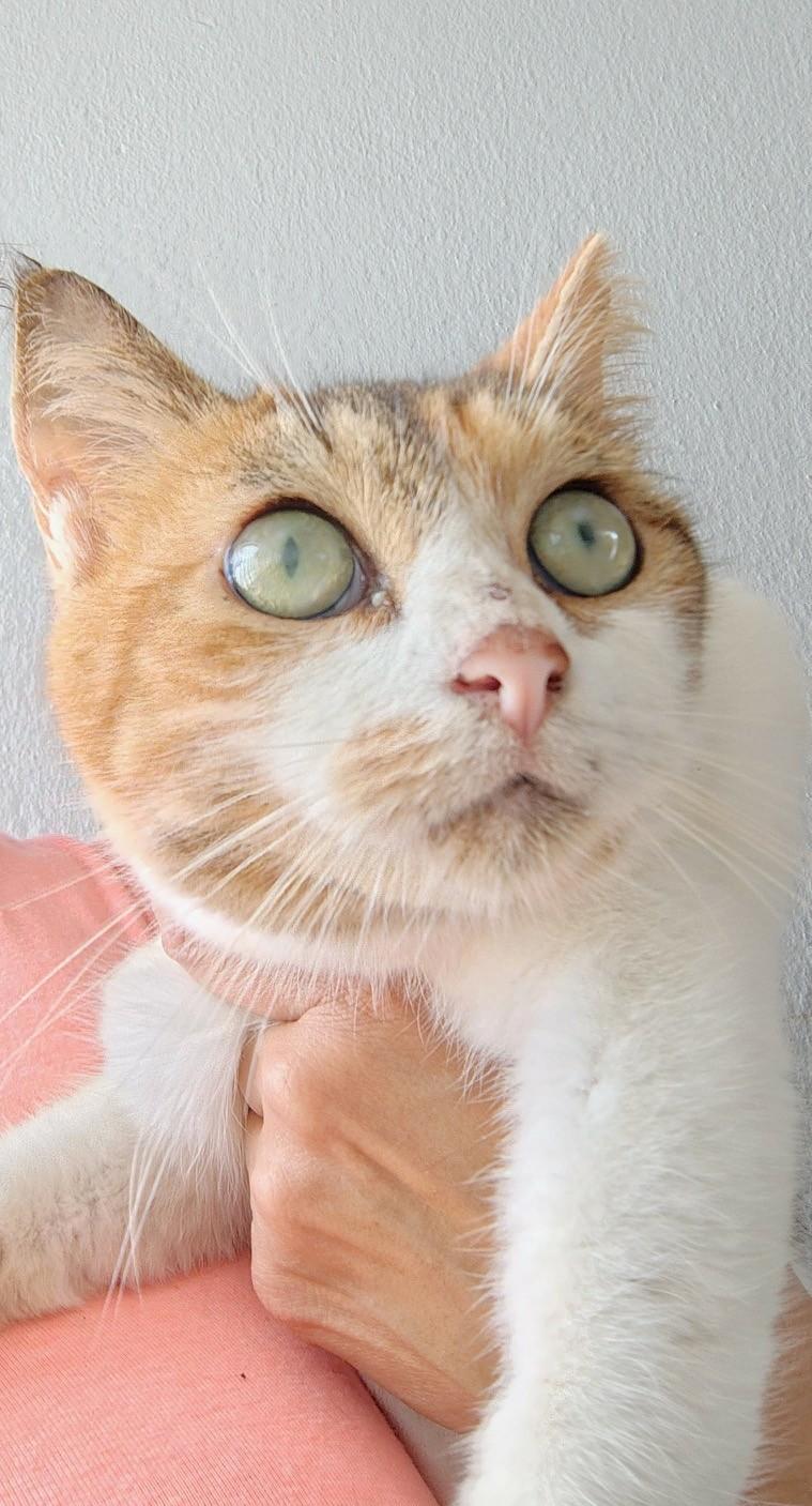 Canela, ADOPTABLE, Young Female Calico.