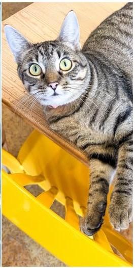 Enlarge Frieda, a Adoptable mixed breed in St. Louis, MO image 2/2